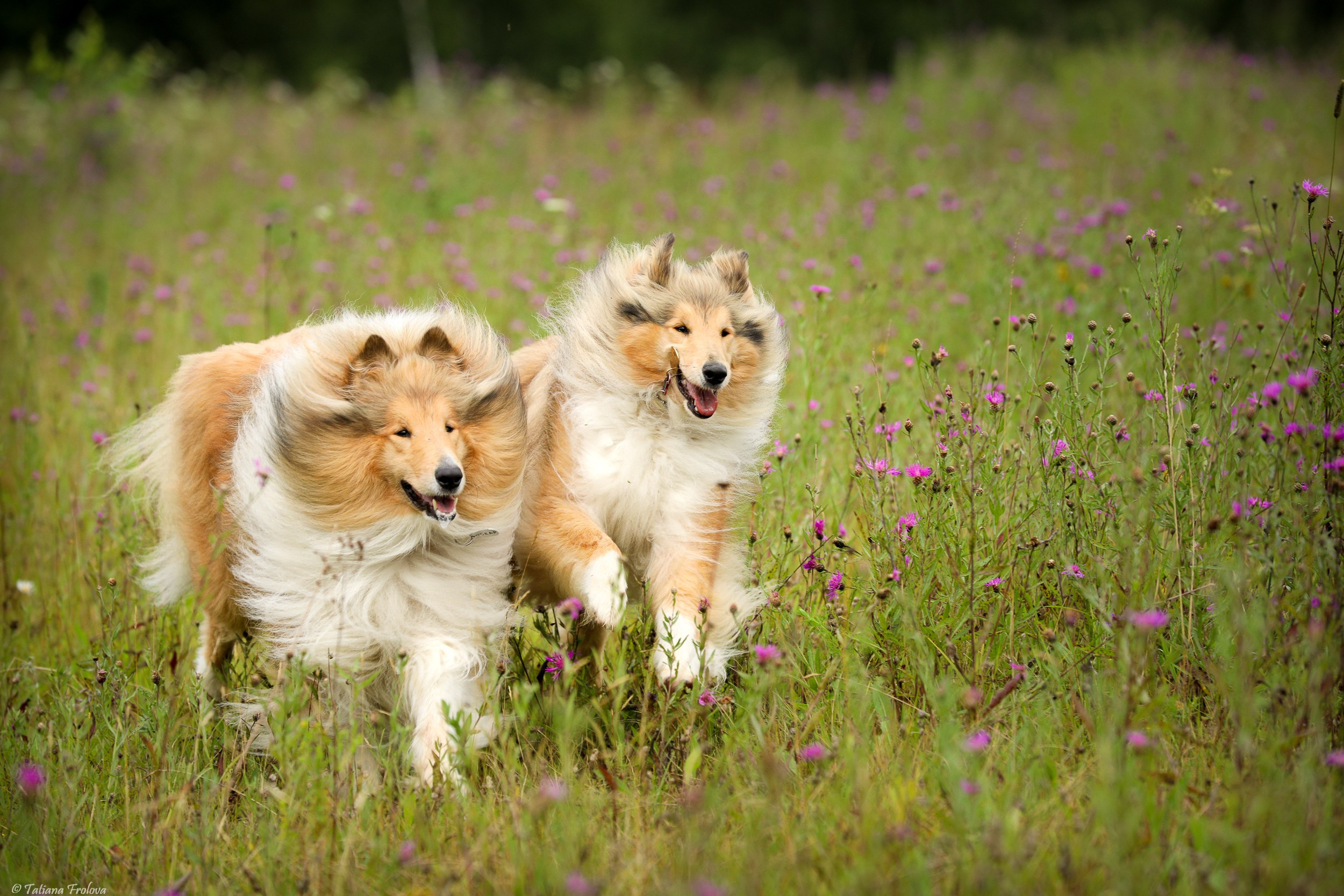 Фотопрогулка для нескольких собак загородом. Фотограф-анималист в Москве и Московской области Татьяна Фролова