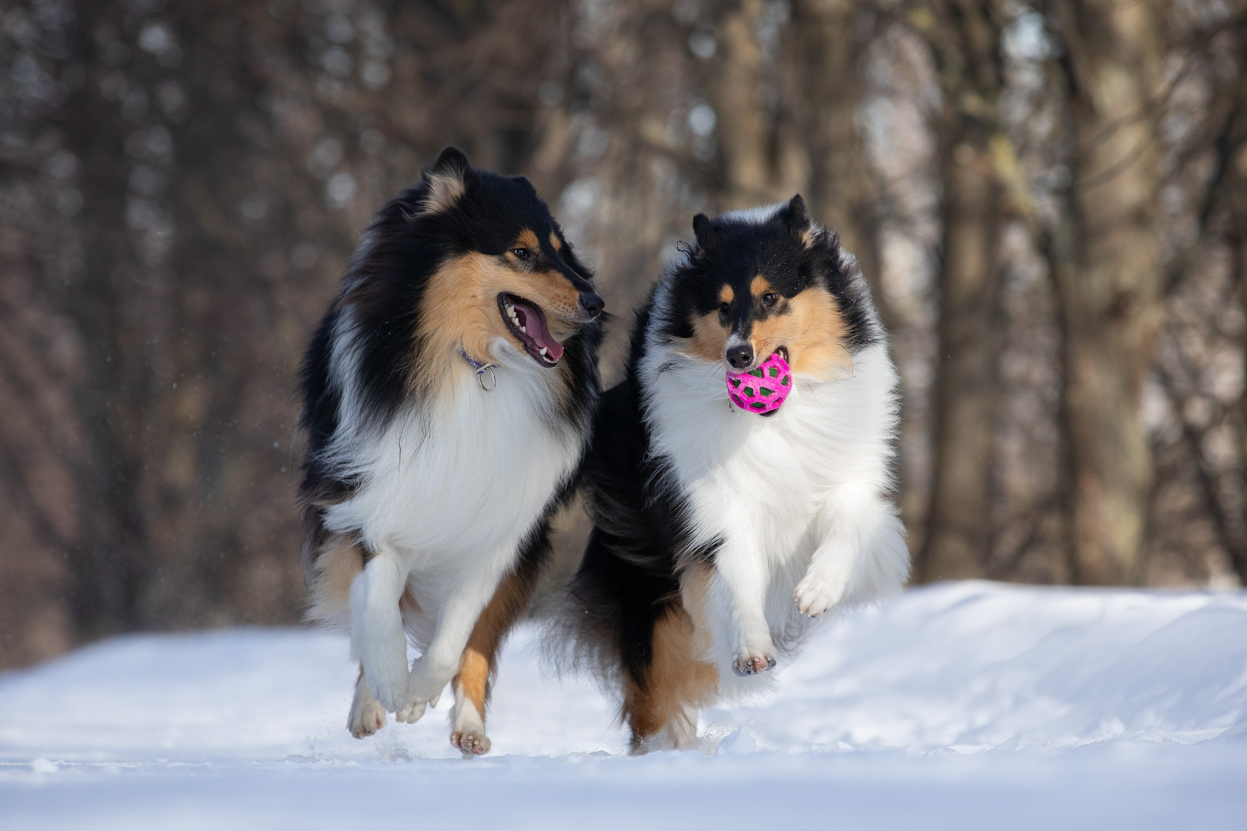 Фотопрогулка с собаками в Царицыно. Фотограф-анималист в Москве и Московской области Татьяна Фролова