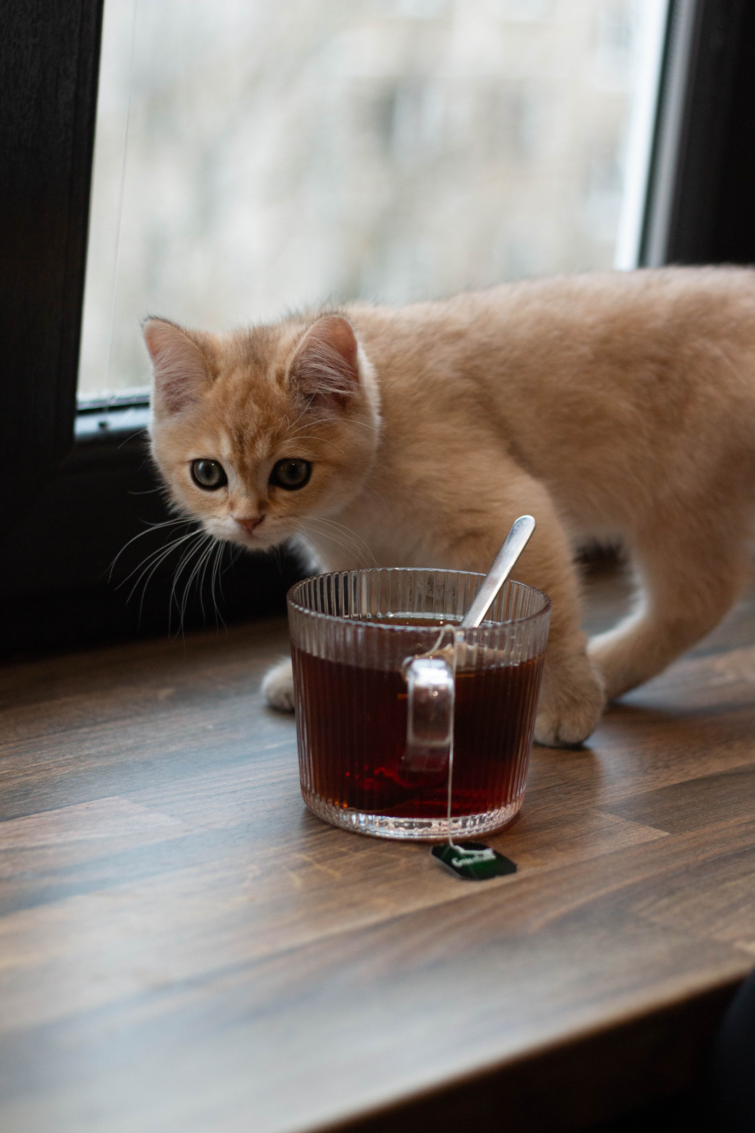 MILANA & RUFUS. Бережно сохраняю ваши чувства и истории на своих фотографиях