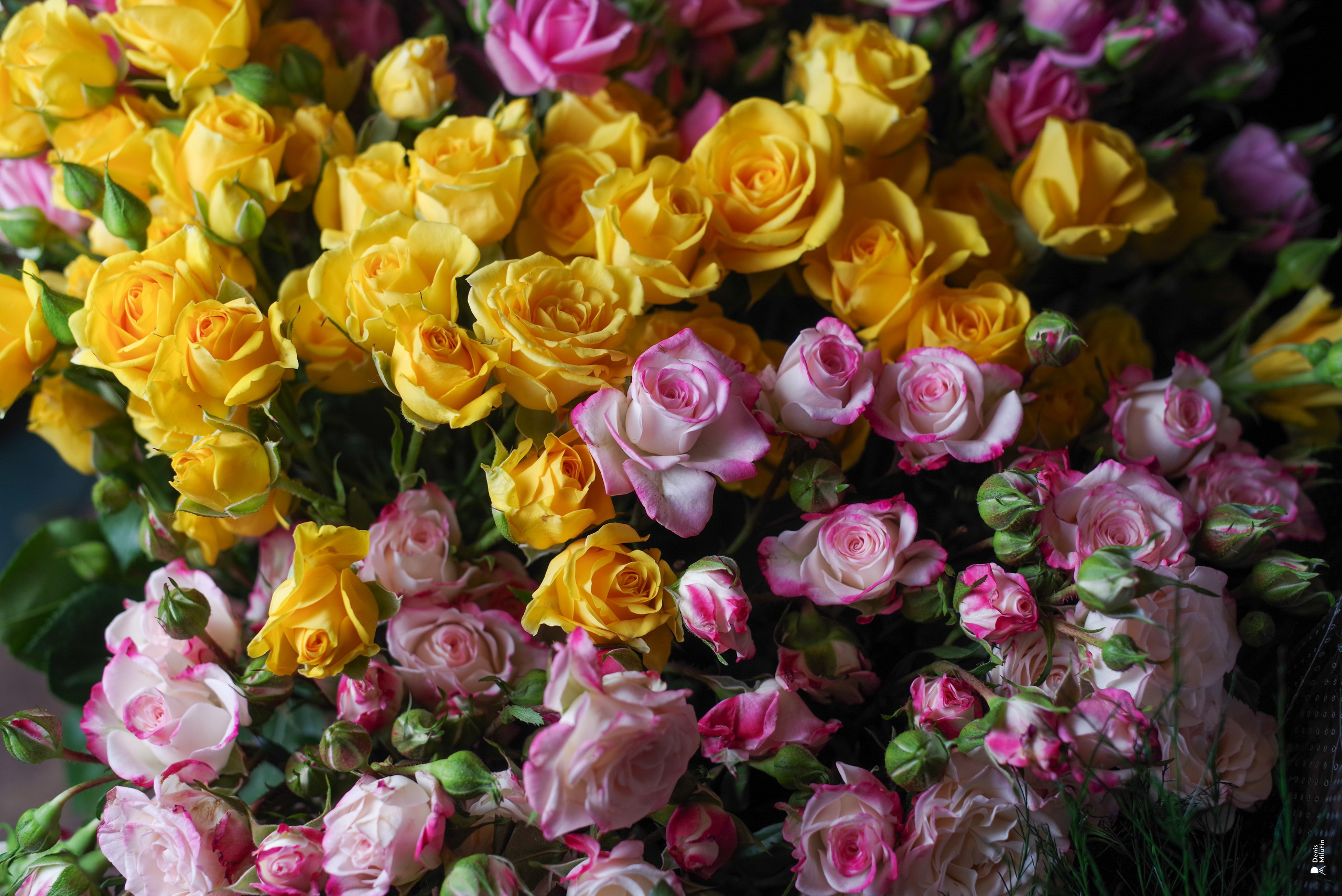 Салон цветов. Портретный фотограф Денис Милютин