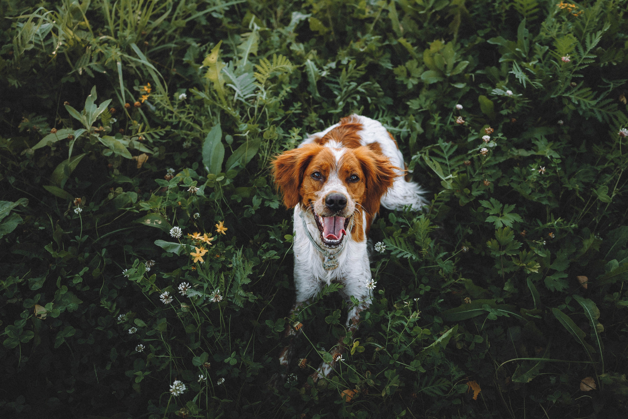 Камри и Пафи