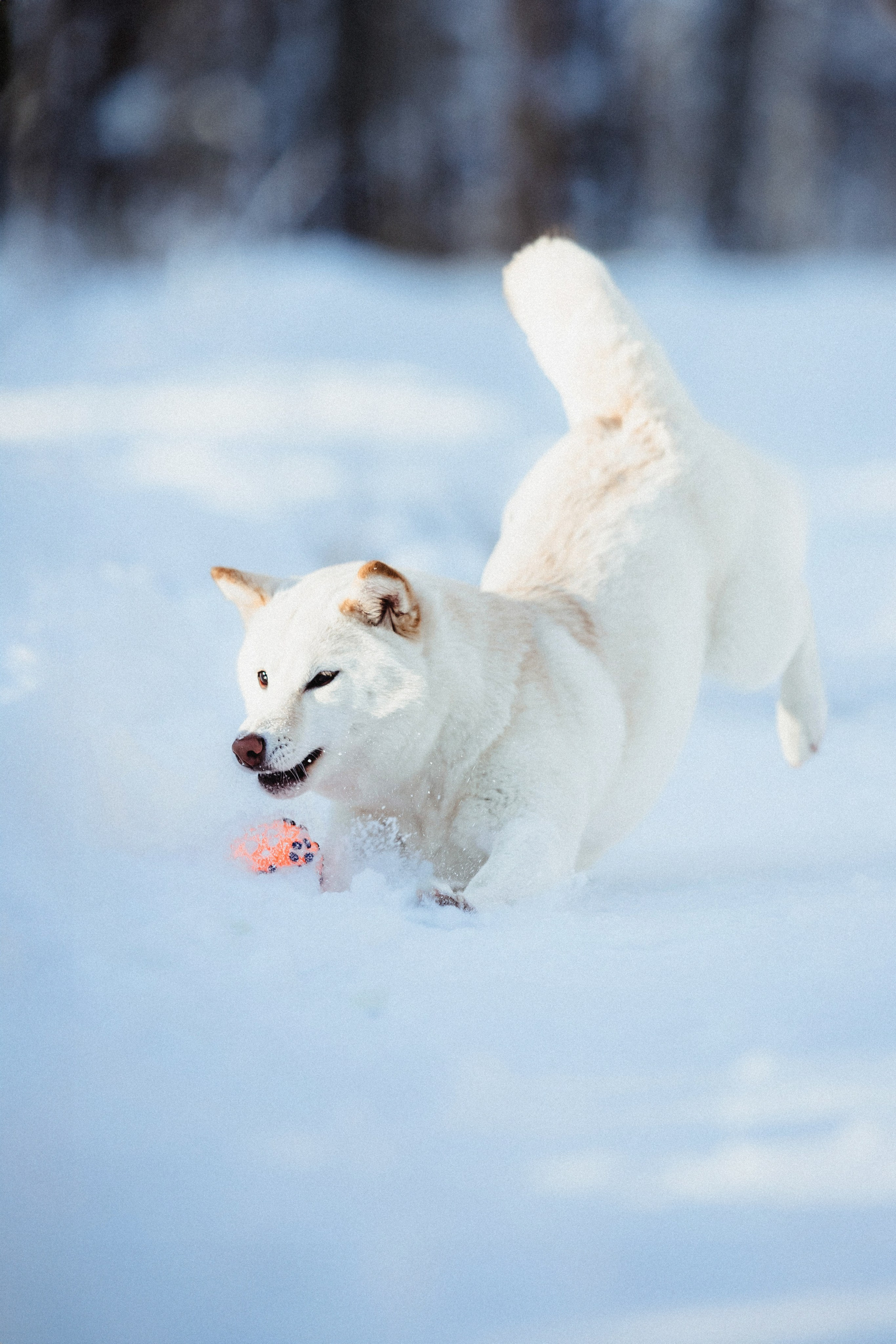 Шед, Цири и Ира