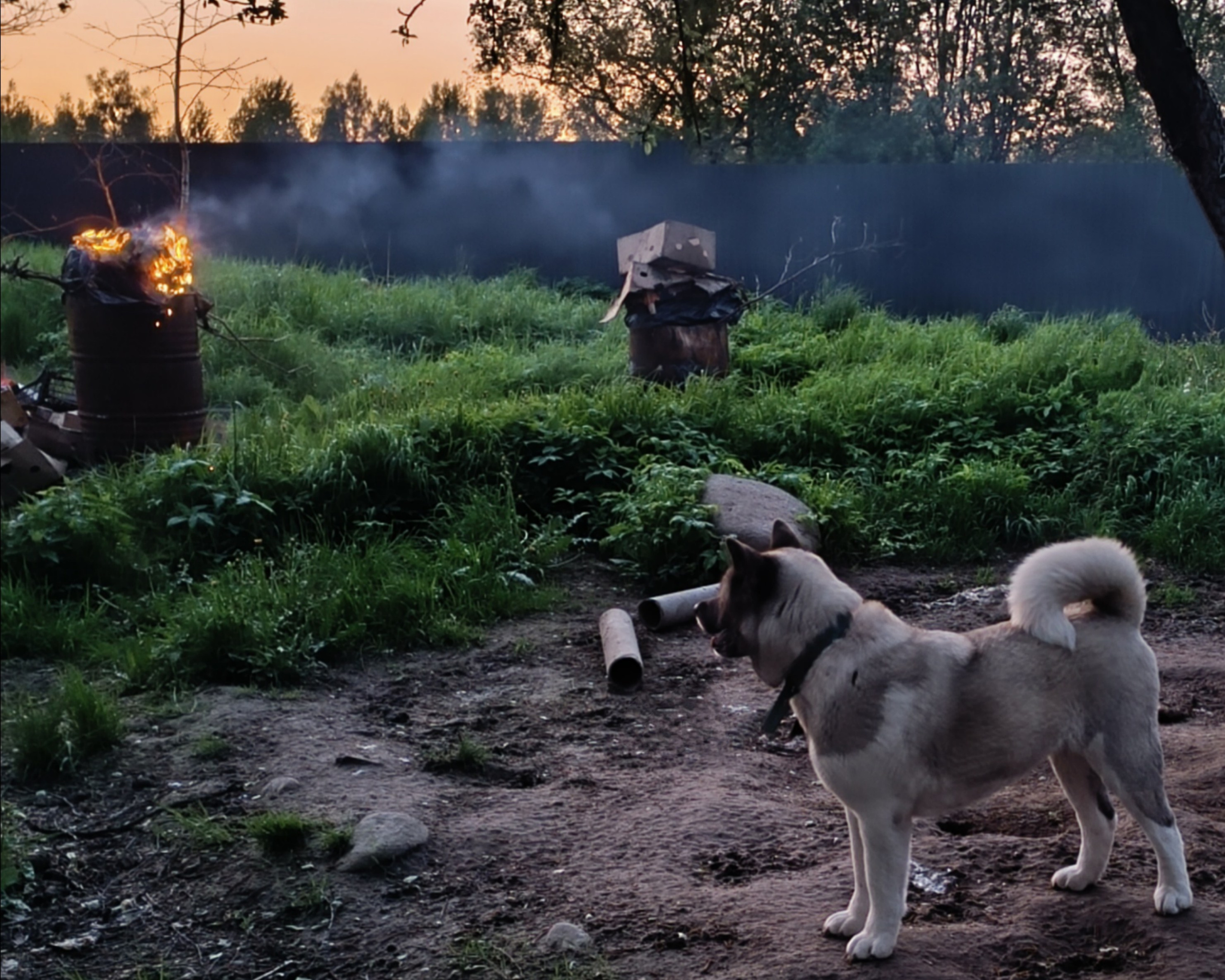 Герда. Американская акита I Сиба ину I Питомник RUBYLIGHT