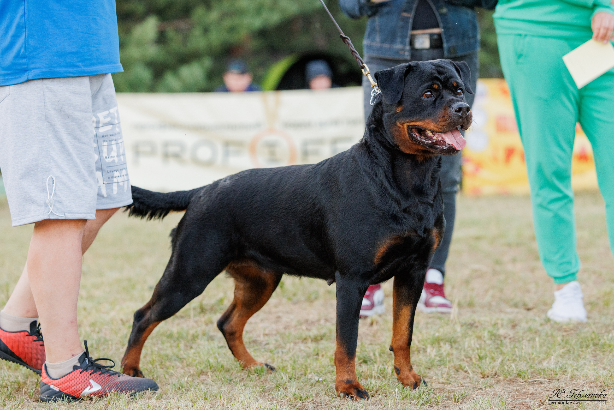 ПК и КЧК ротвейлеры Тверь 6-7.07.2024. Фотограф-анималист Юлия Германика