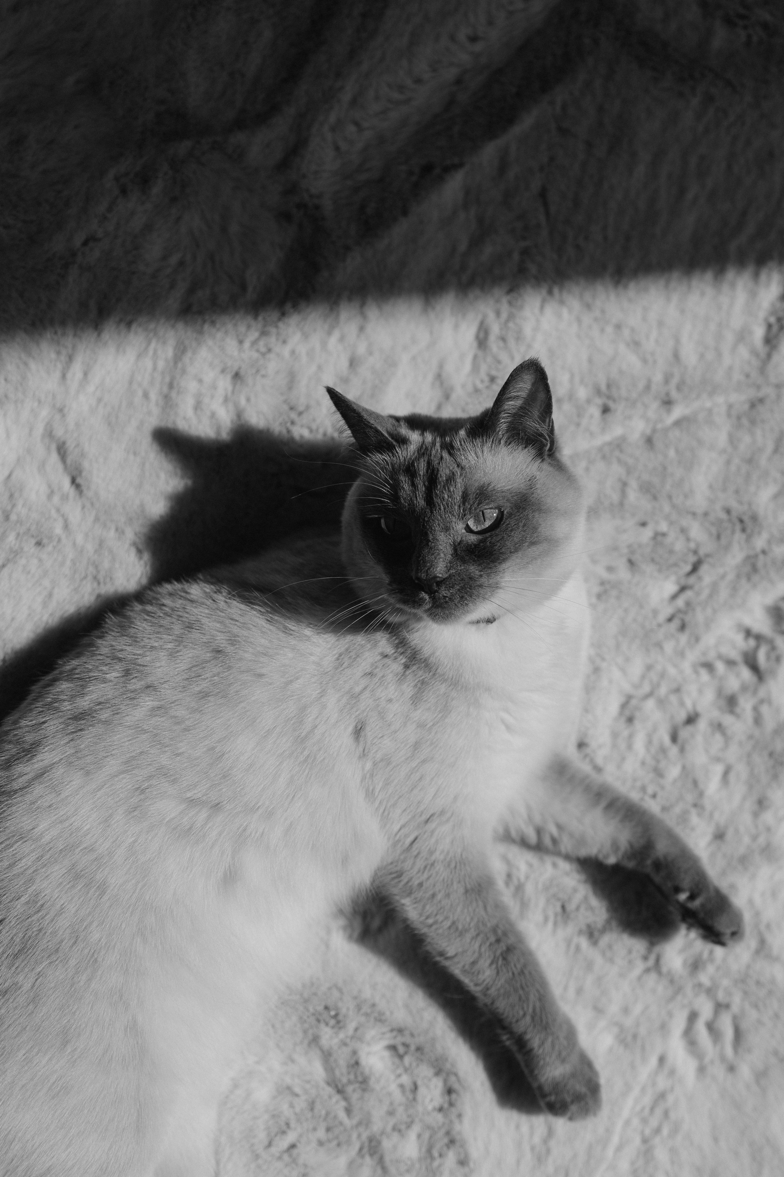 Бэлла, Деми и Луна. Фотораф — анималист Мария Шистка