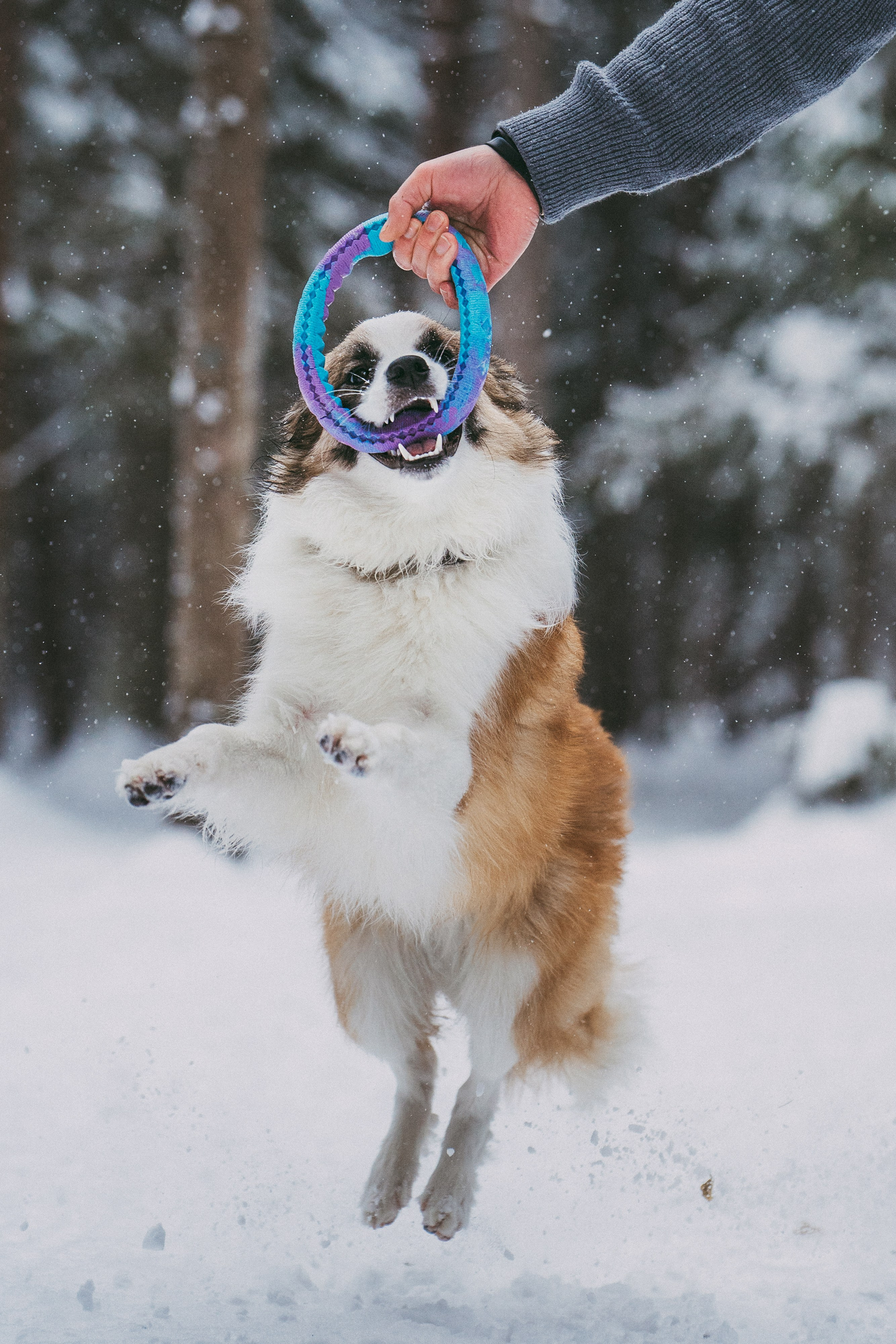 Катя, Анатолий и Елай. Фотограф анималист в Москве и Санкт-Петербурге Свиридова Анна