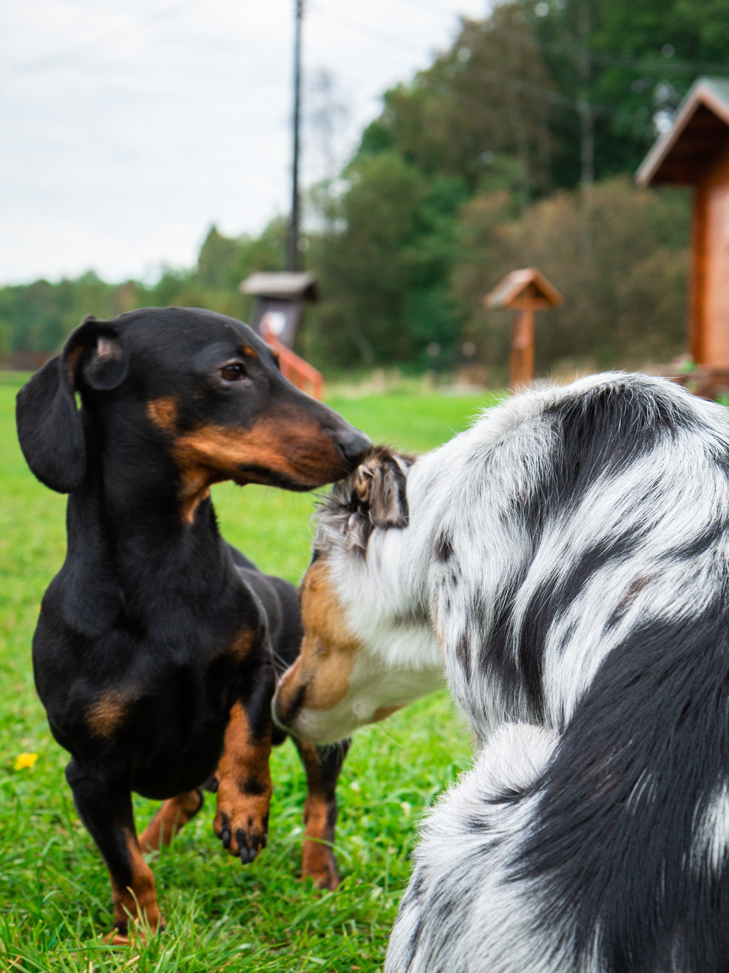 Фотосъёмка животных. Предметный и репортажный фотограф Алексей Кротов