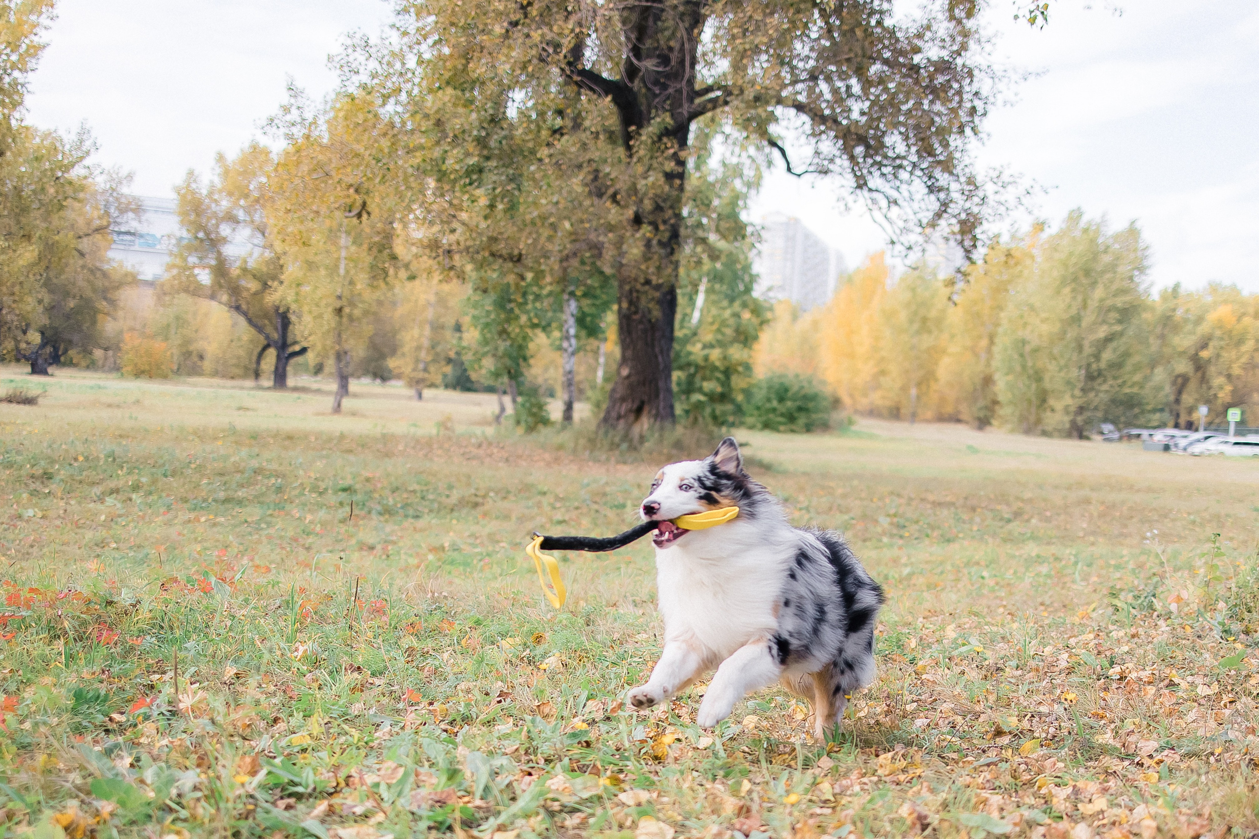 Аусси Дэймон. Свадебный и женский фотограф