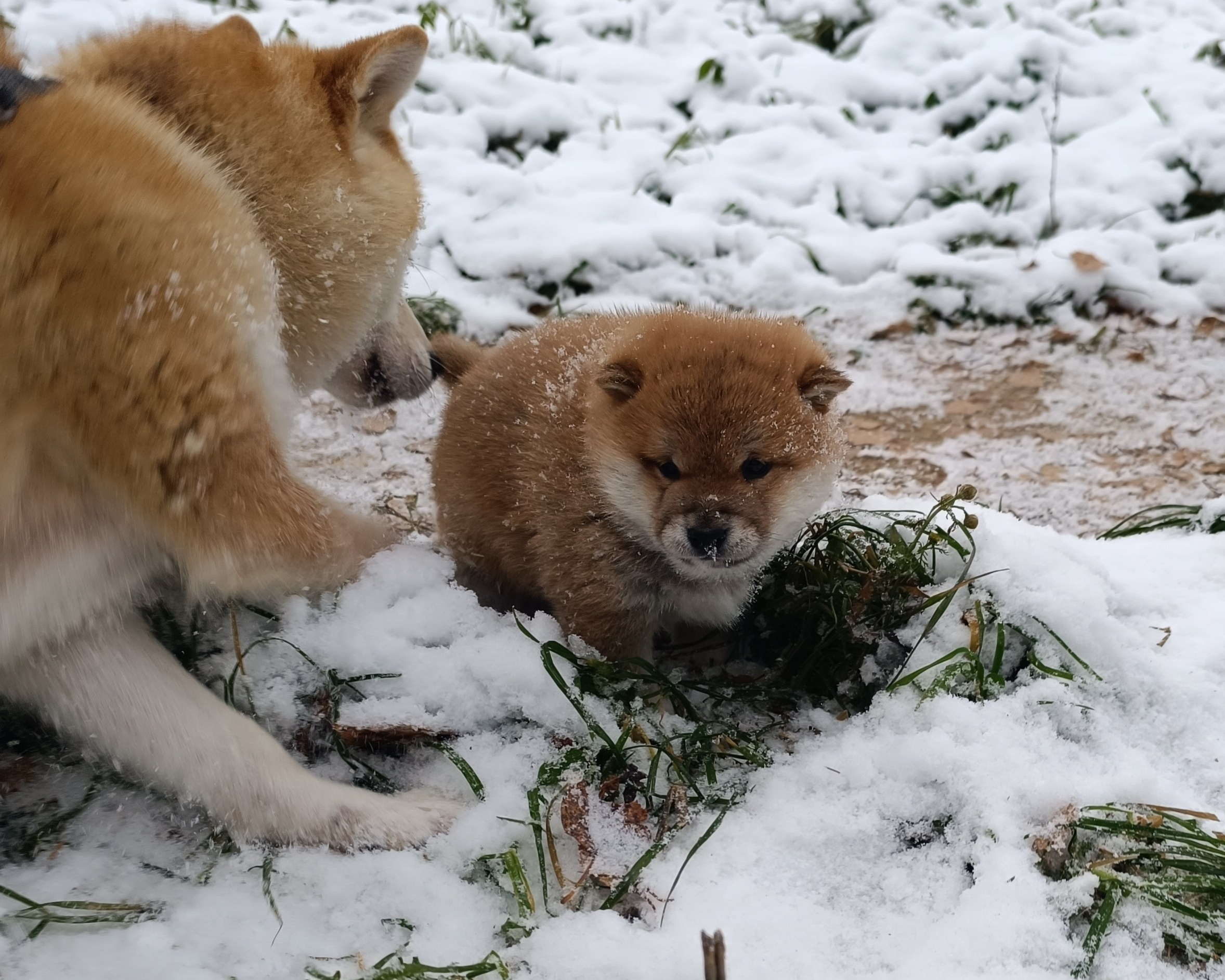 сиба питомник Рубилайт щенки на продажу rubylight  сиба щенки купить СПб Санкт-Петербург 