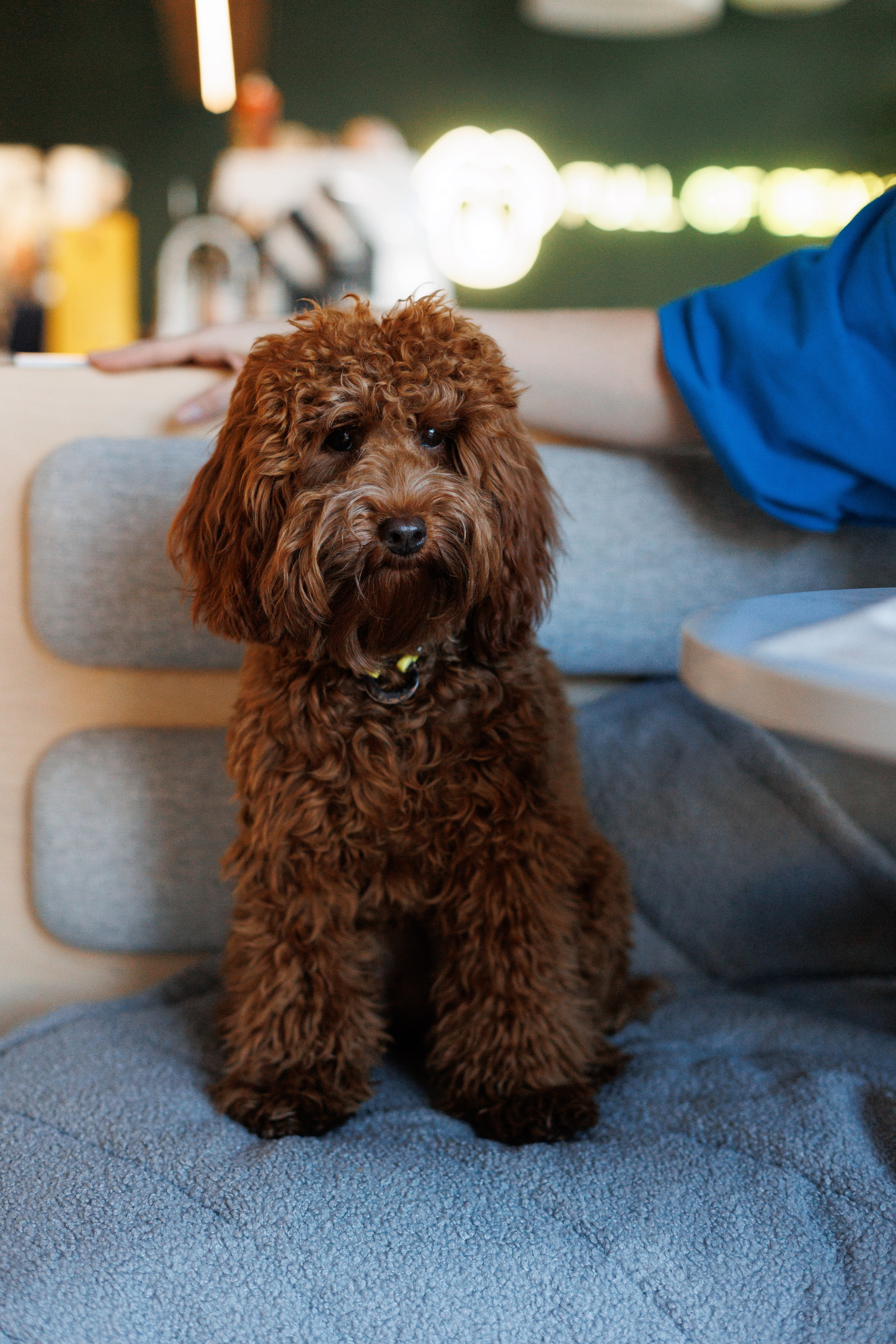 Bmbh городская. Фотограф анималист Кристина Карпова, Москва