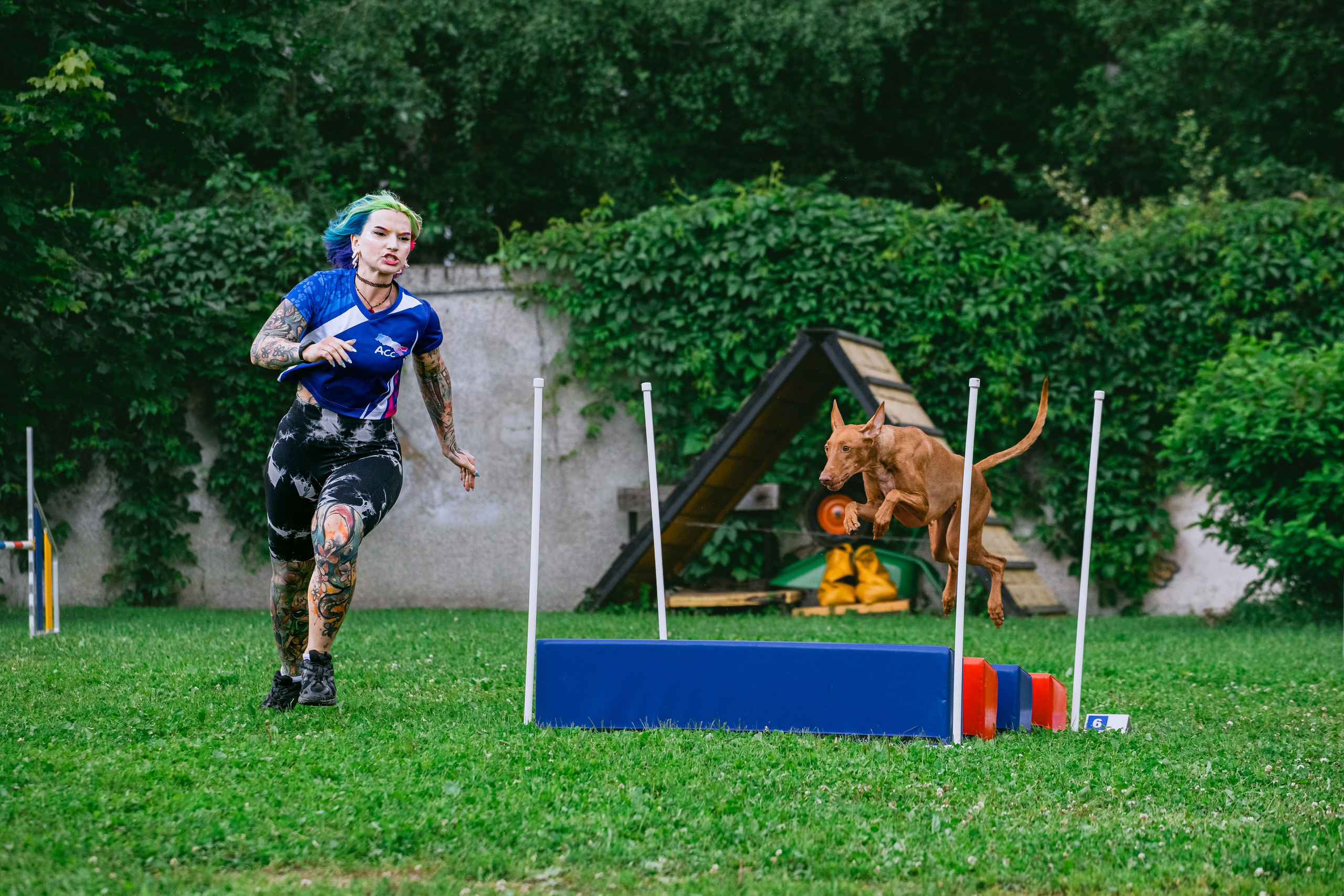 Соревнования по аджилити Долгопрудный 30.06.2025. Фотограф-анималист Татьяна Степанова