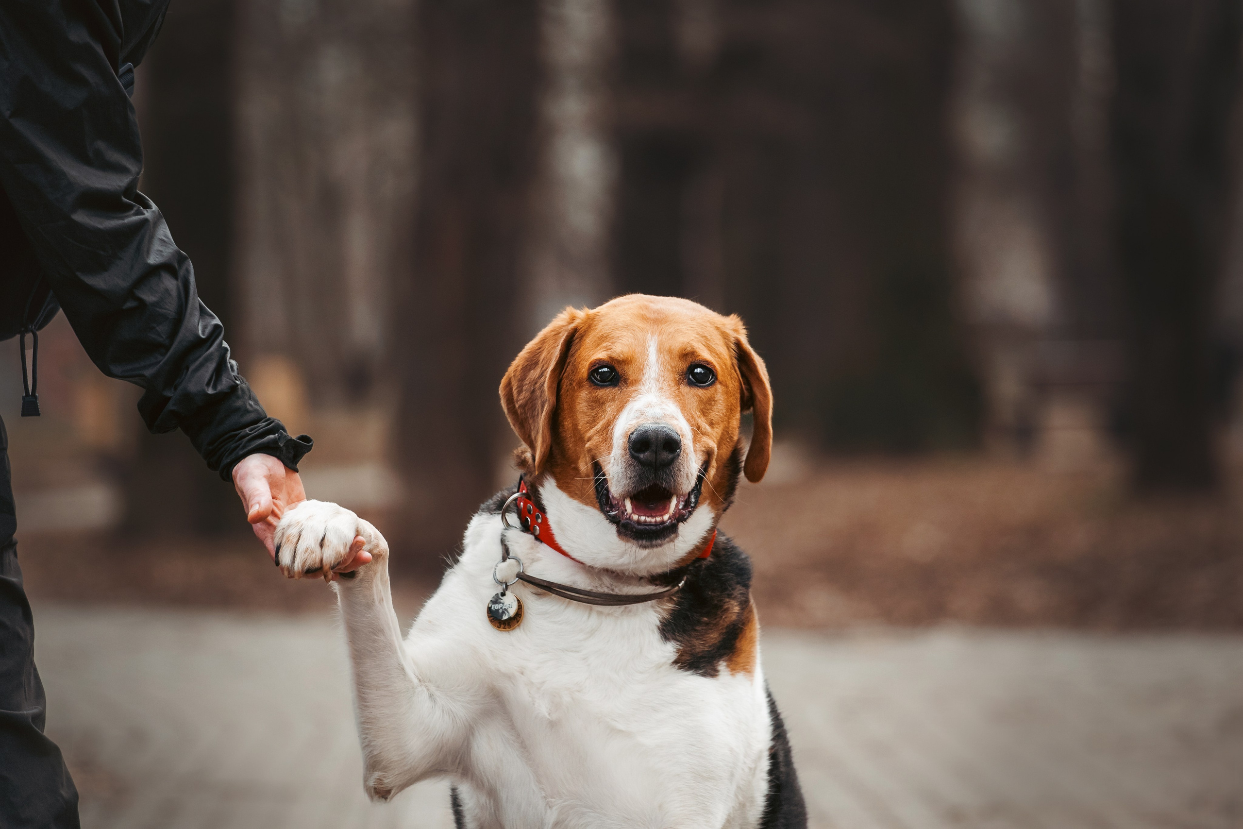 Собаки из приюта Дубовая роща весна 2025. Фотограф-анималист Татьяна Степанова