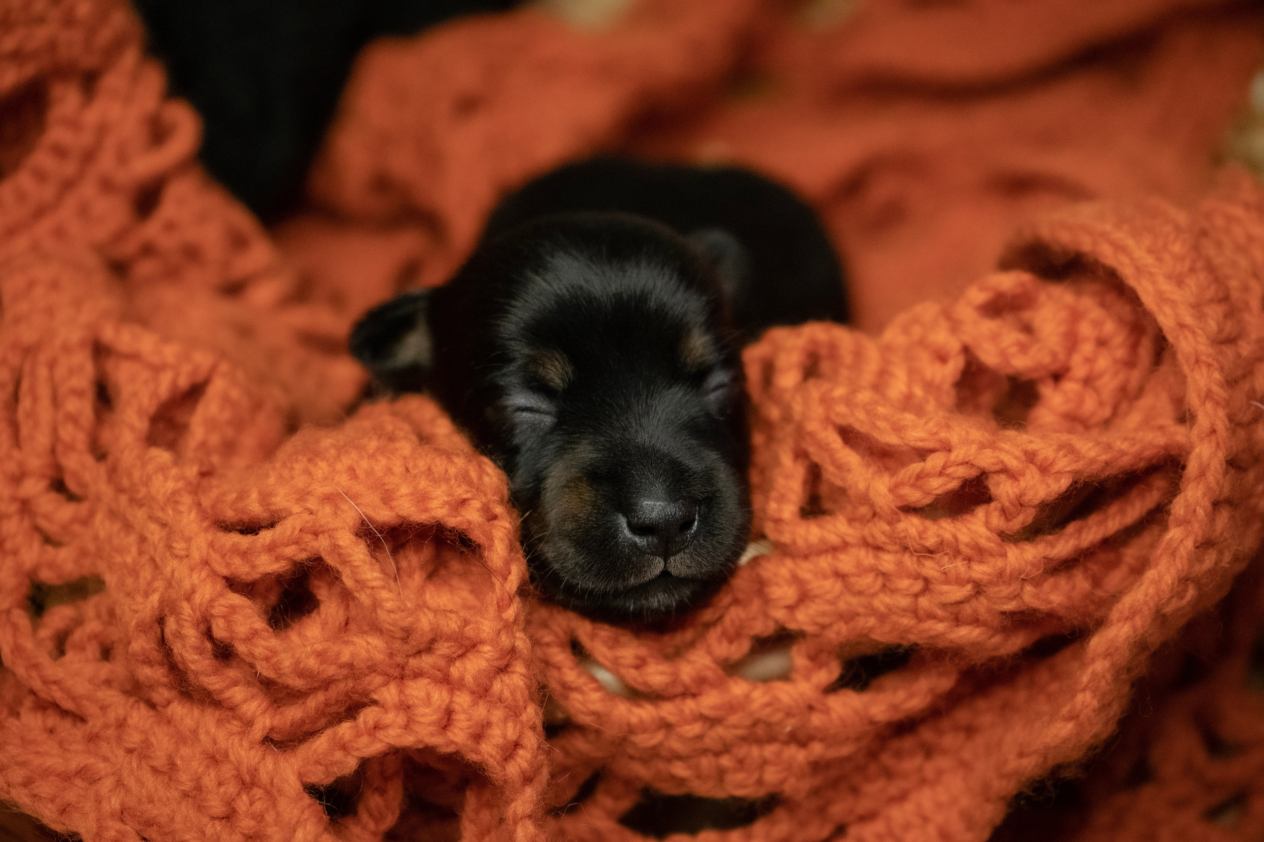 Фотосессии Пушистиков. Фотограф в Санкт-Петербурге Виктория Барышникова