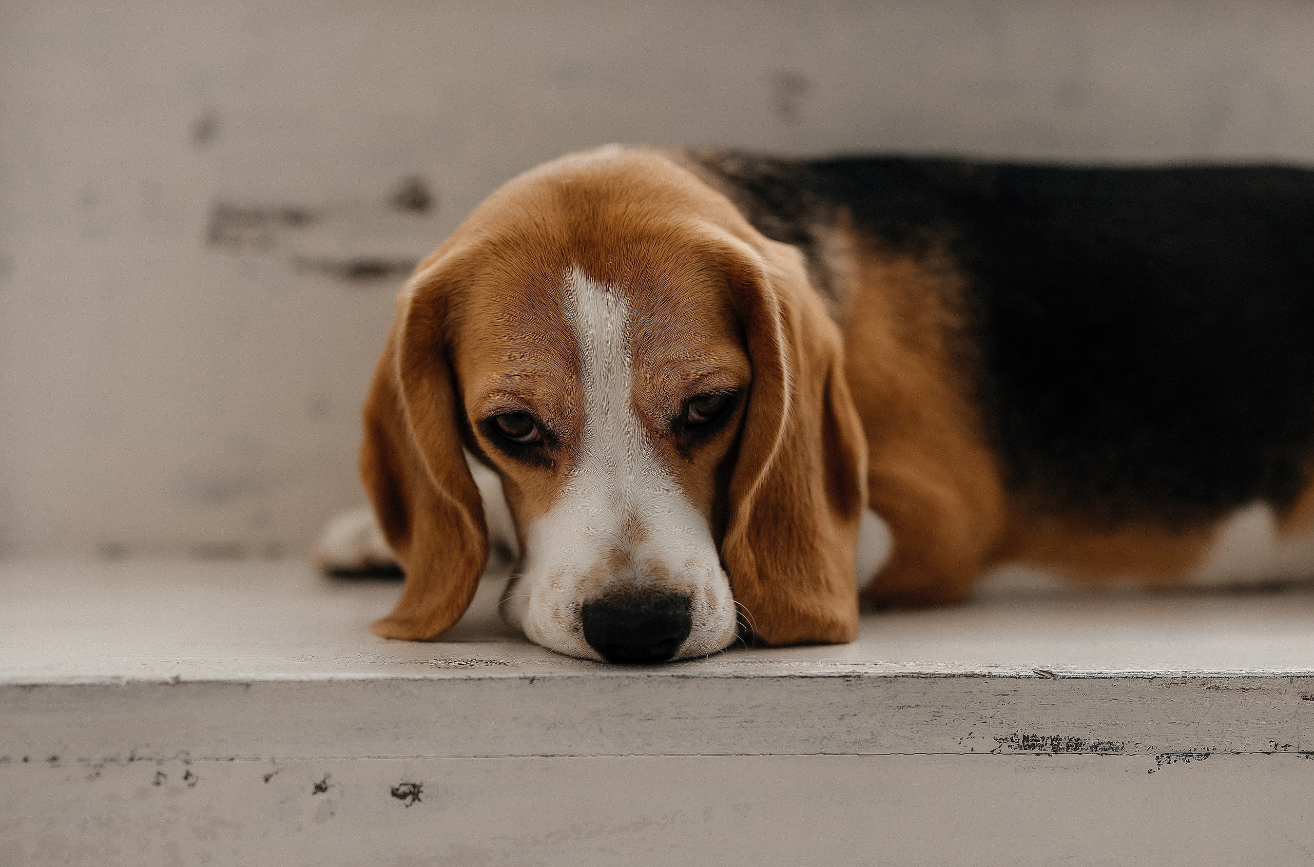 Марина & Максим | 13.01.24. Свадебный и семейный фотограф в Омске Евгения Хакимова