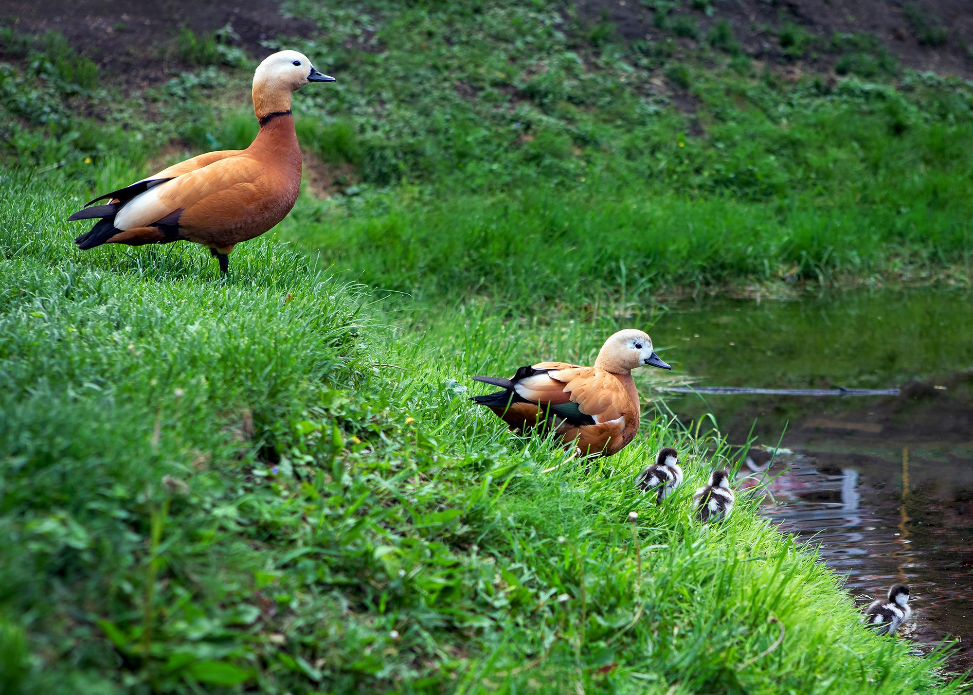 Птицы (коллекция). Фотограф Владимир Остапенко
