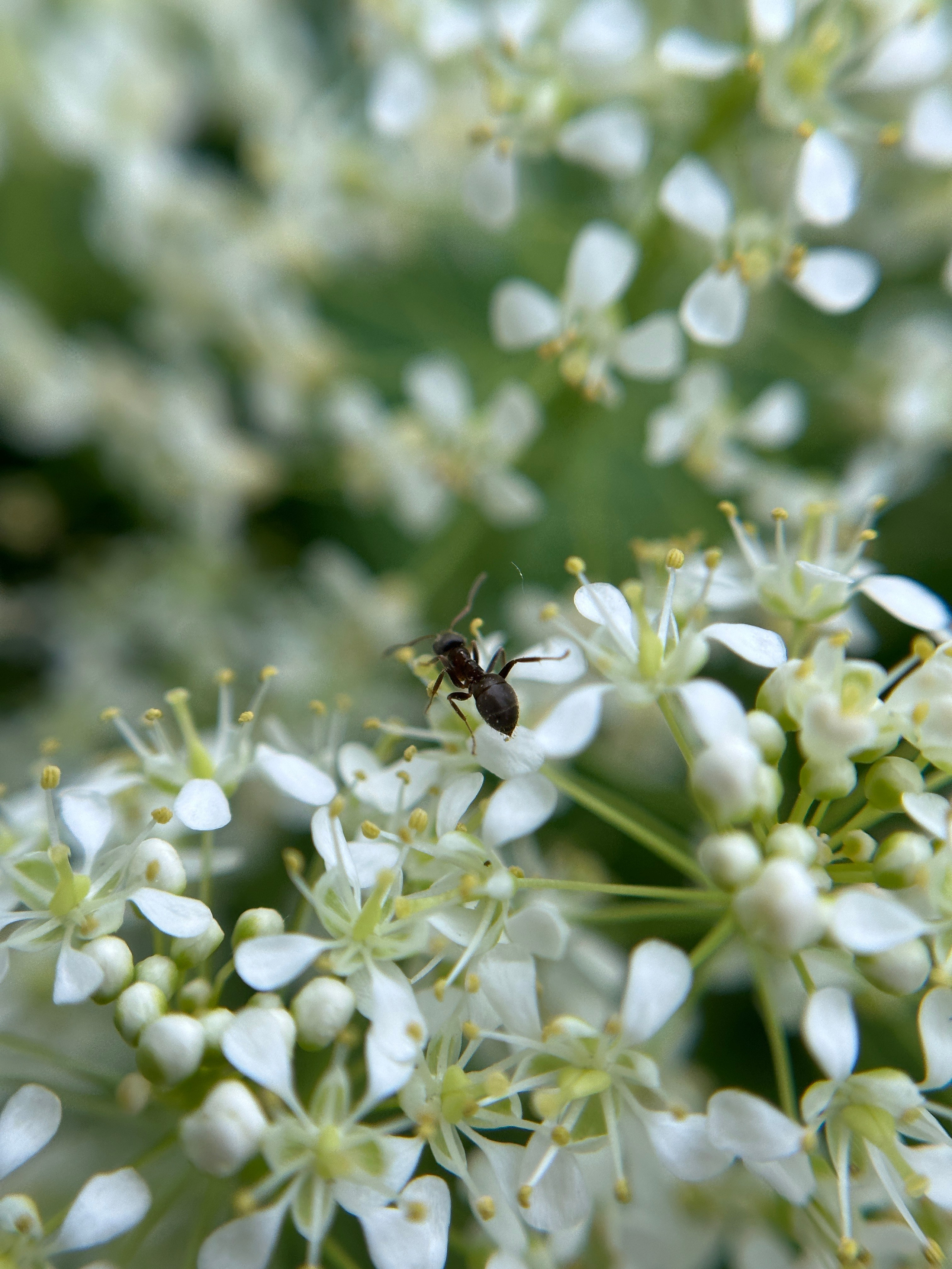 Макро любовь. Смотри, красота!
