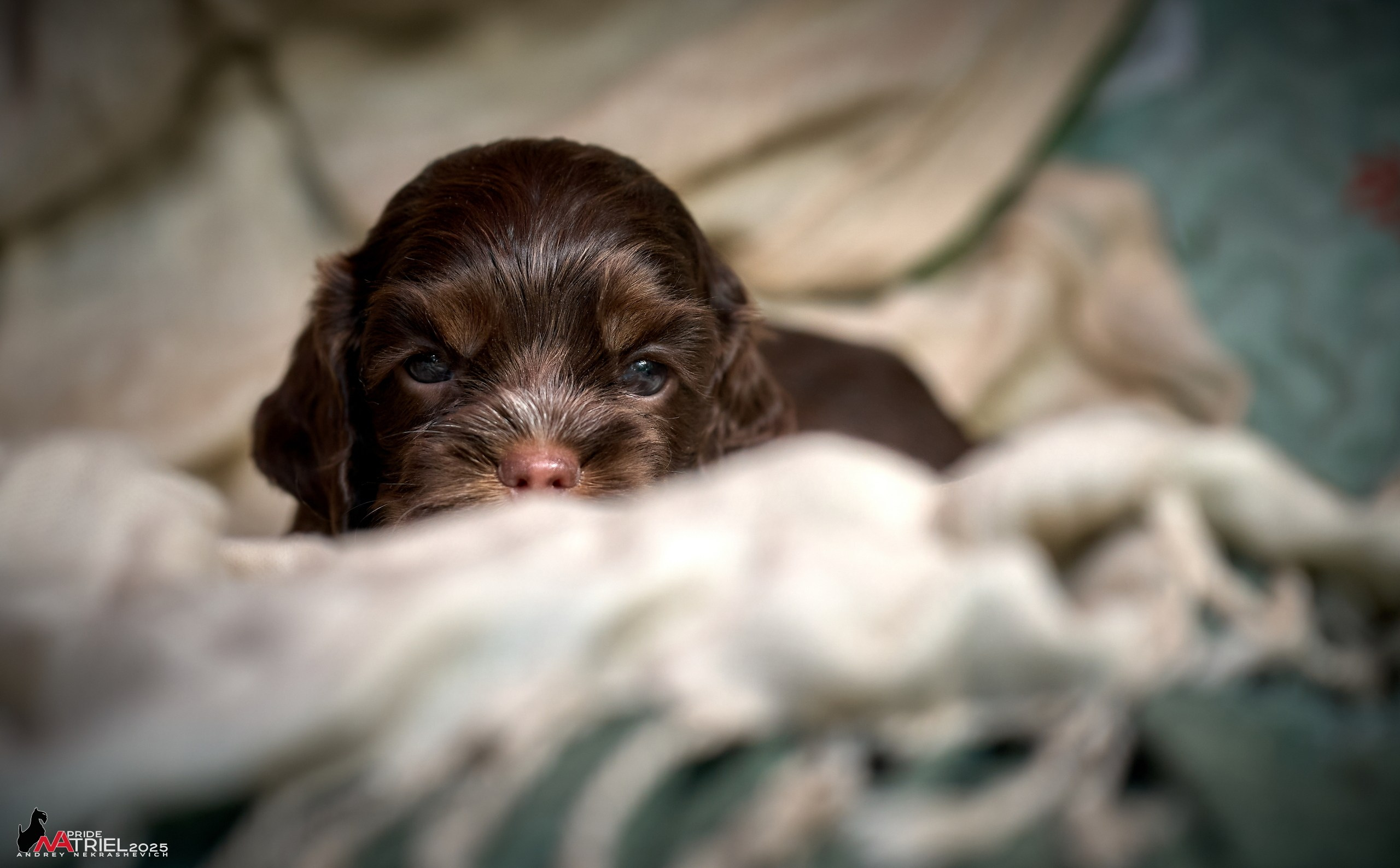 Щенки АмКокеров