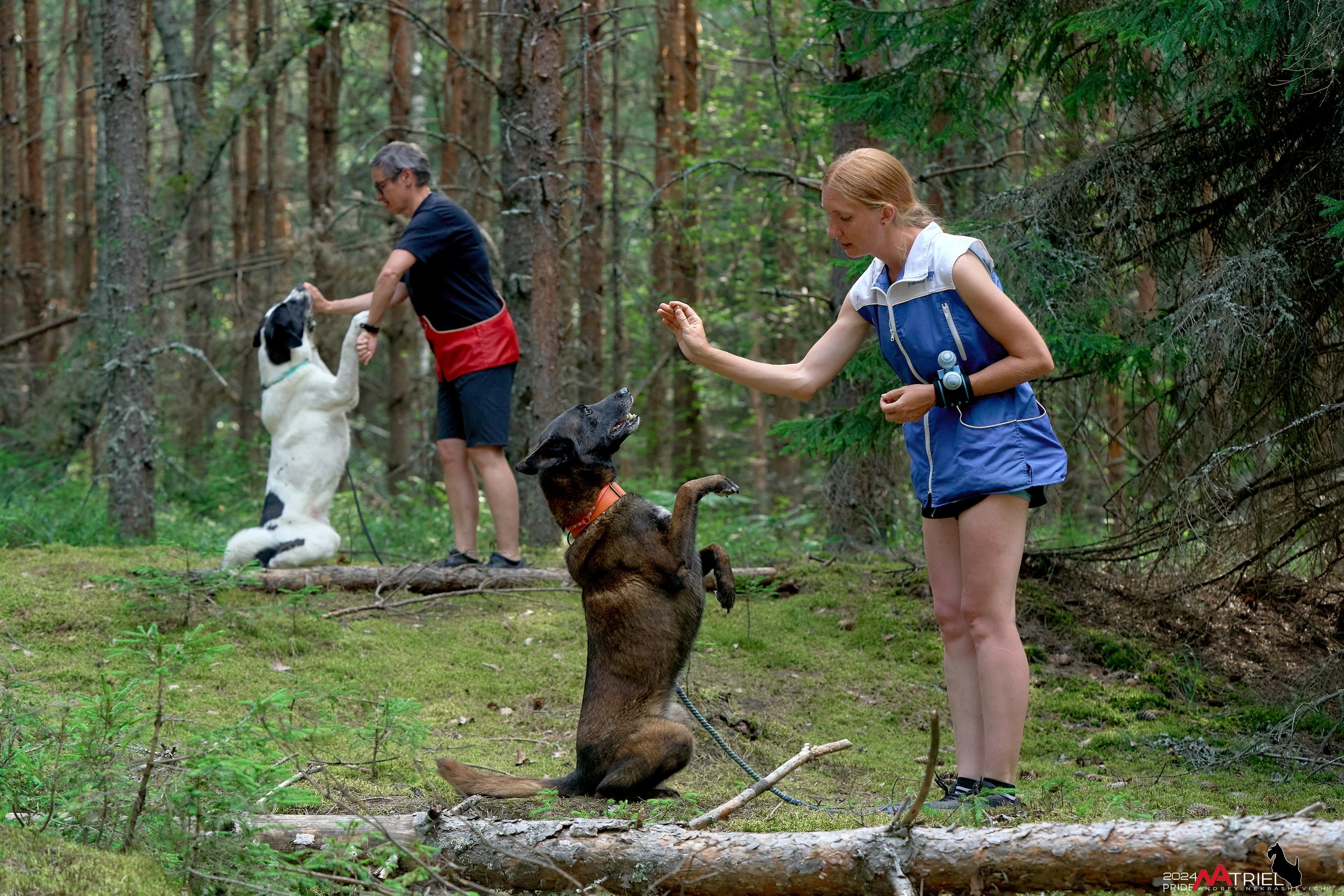 Репортаж из кинологического лагеря
