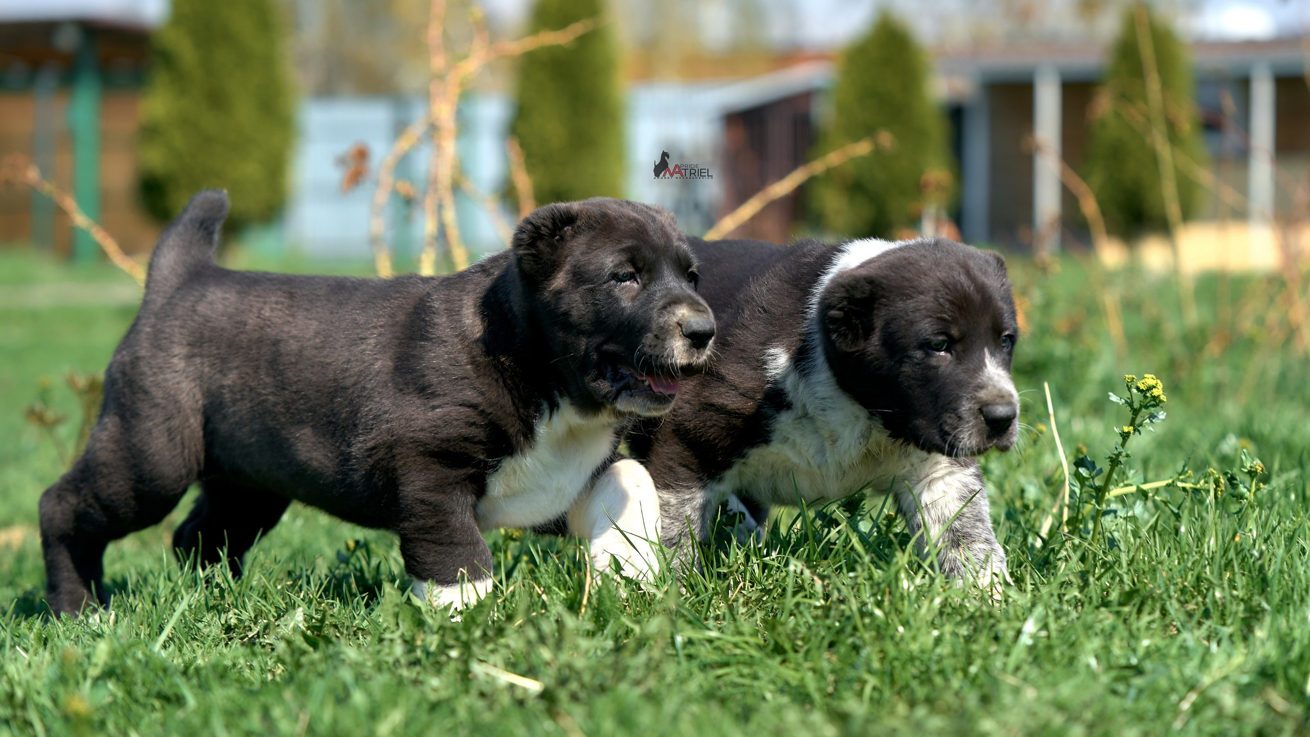 Среднеазиаты — щенки и взрослые