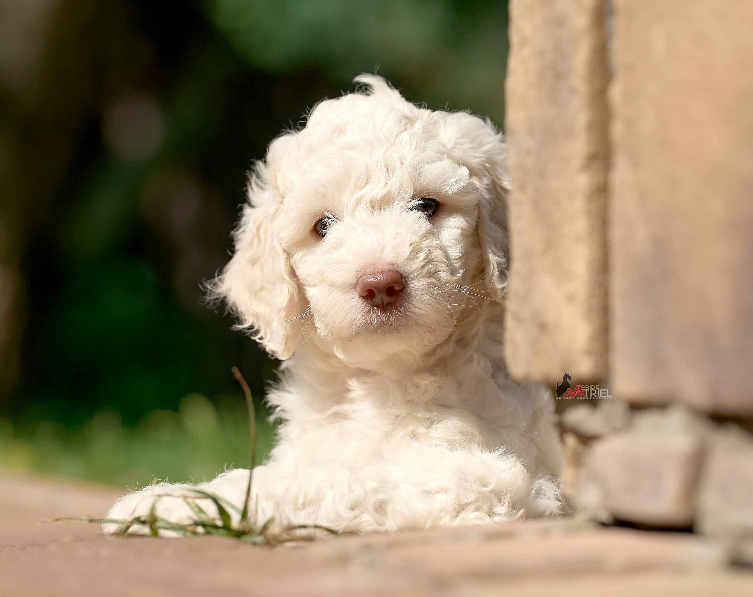 Щенки на прогулке — галерея NATRIEL