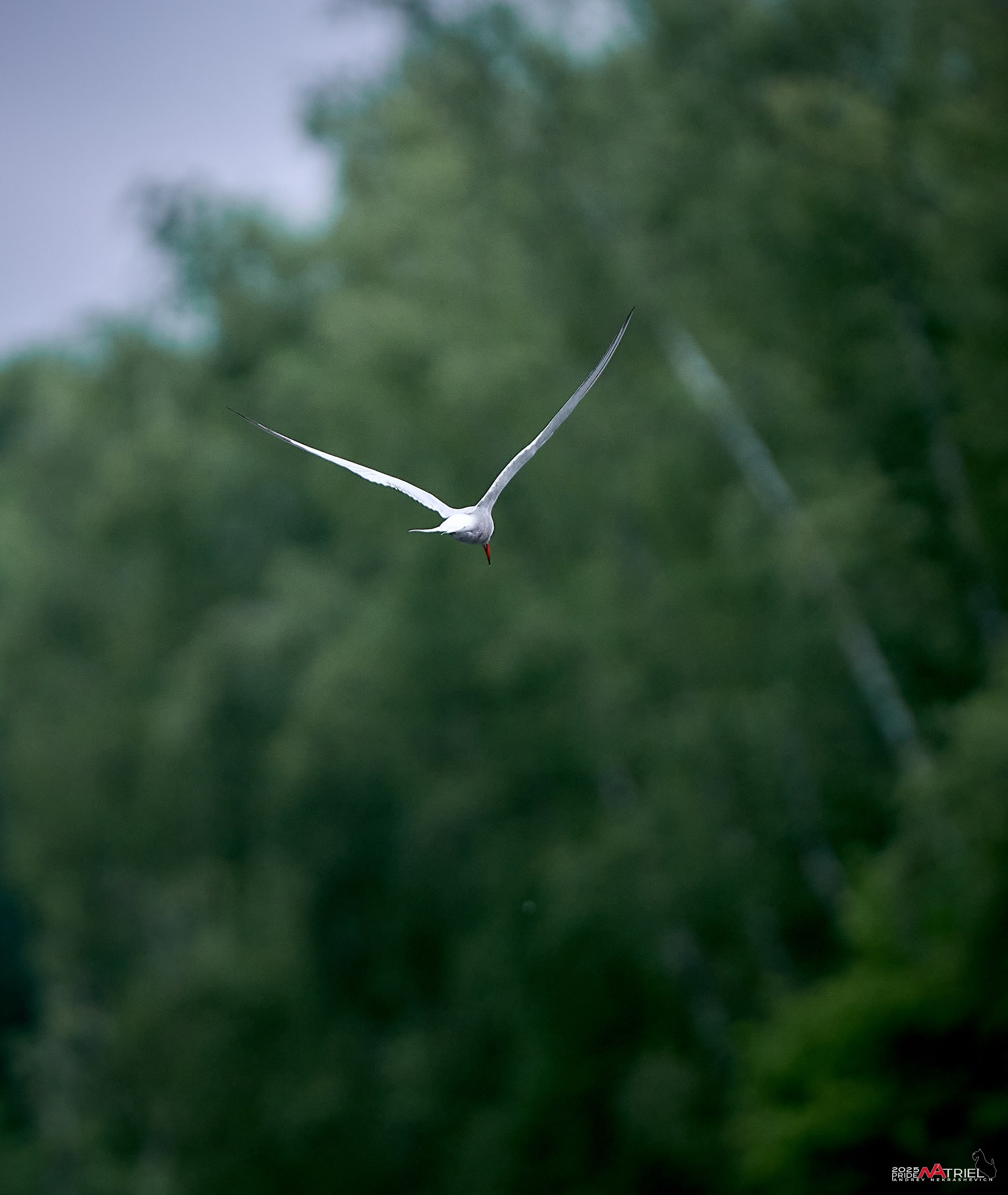 Съемка в парке на воде