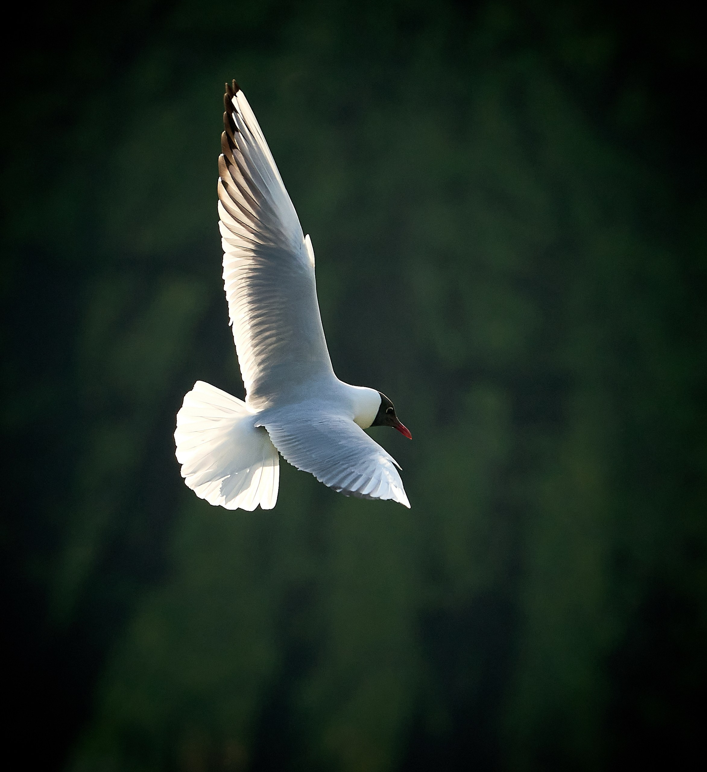 Фото птиц — галерея NATRIEL