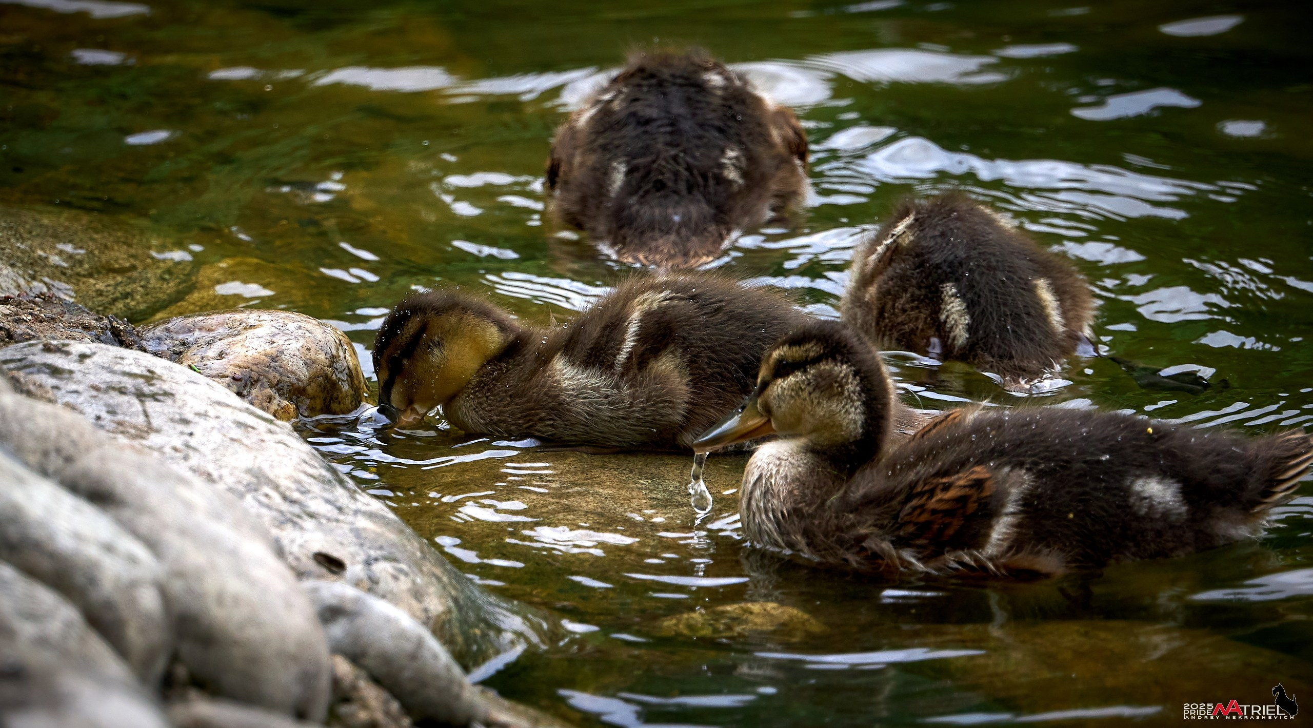 Съемка в парке на воде