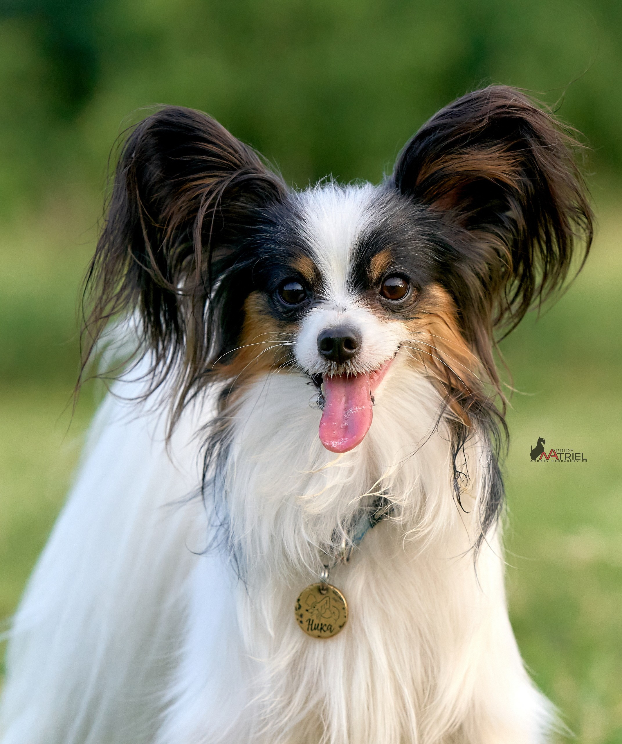 Портреты собак — галерея NATRIEL