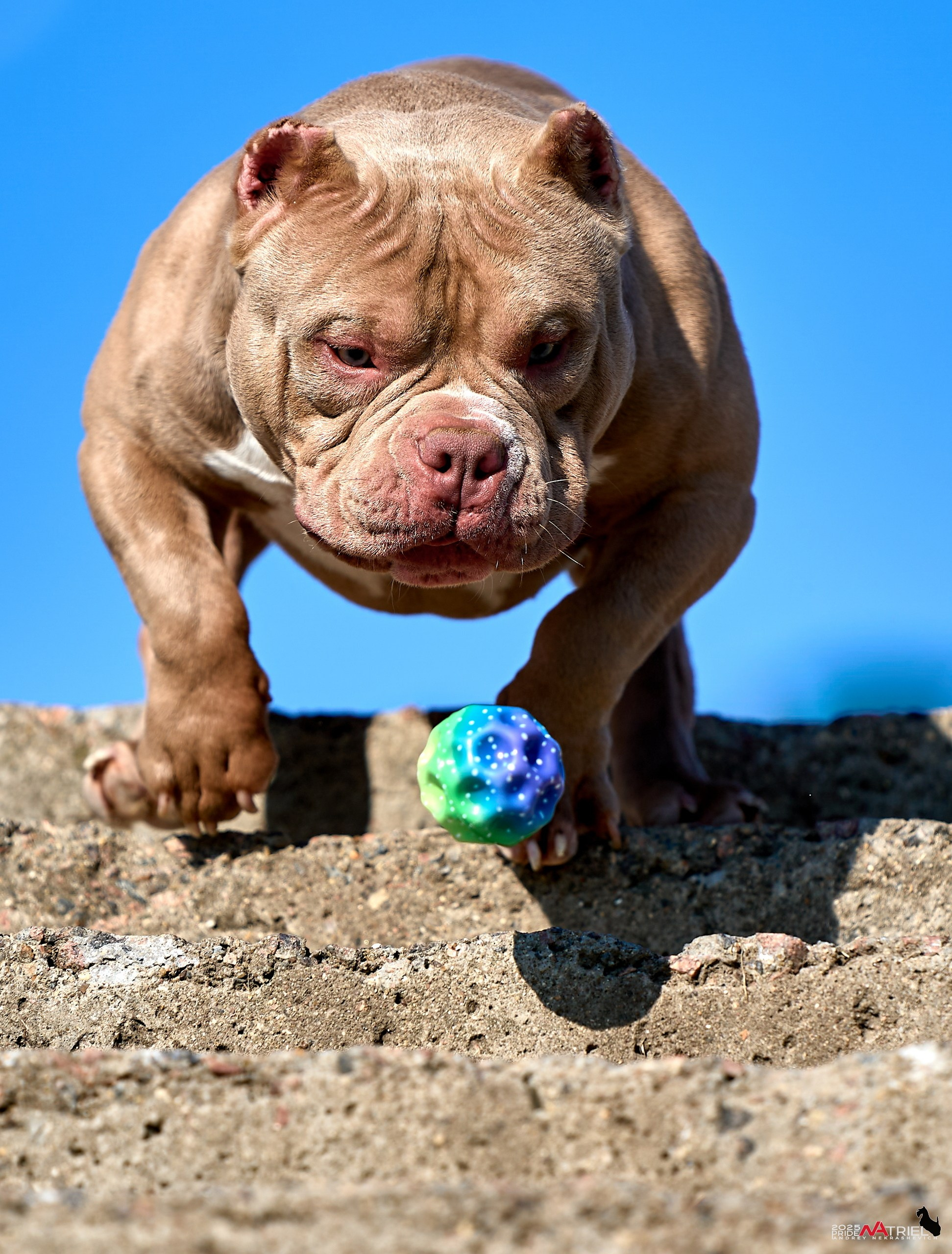 Съемка собак породы булли на природе