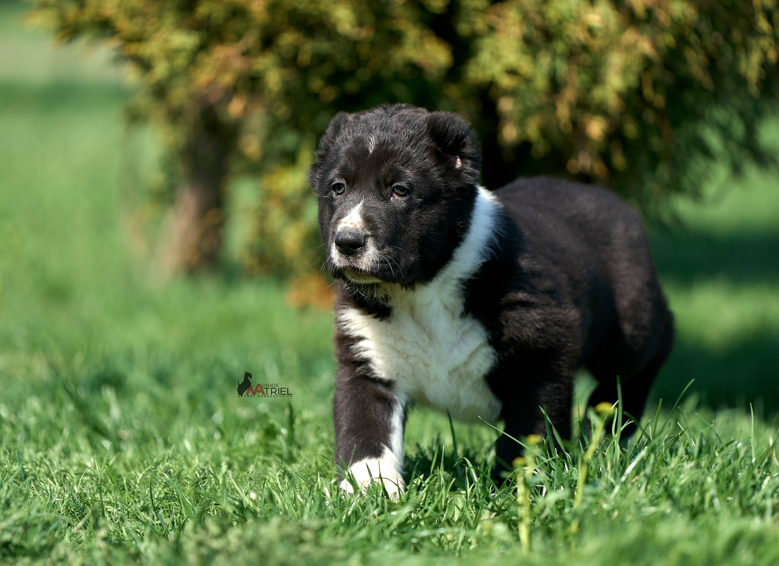 Среднеазиаты — щенки и взрослые