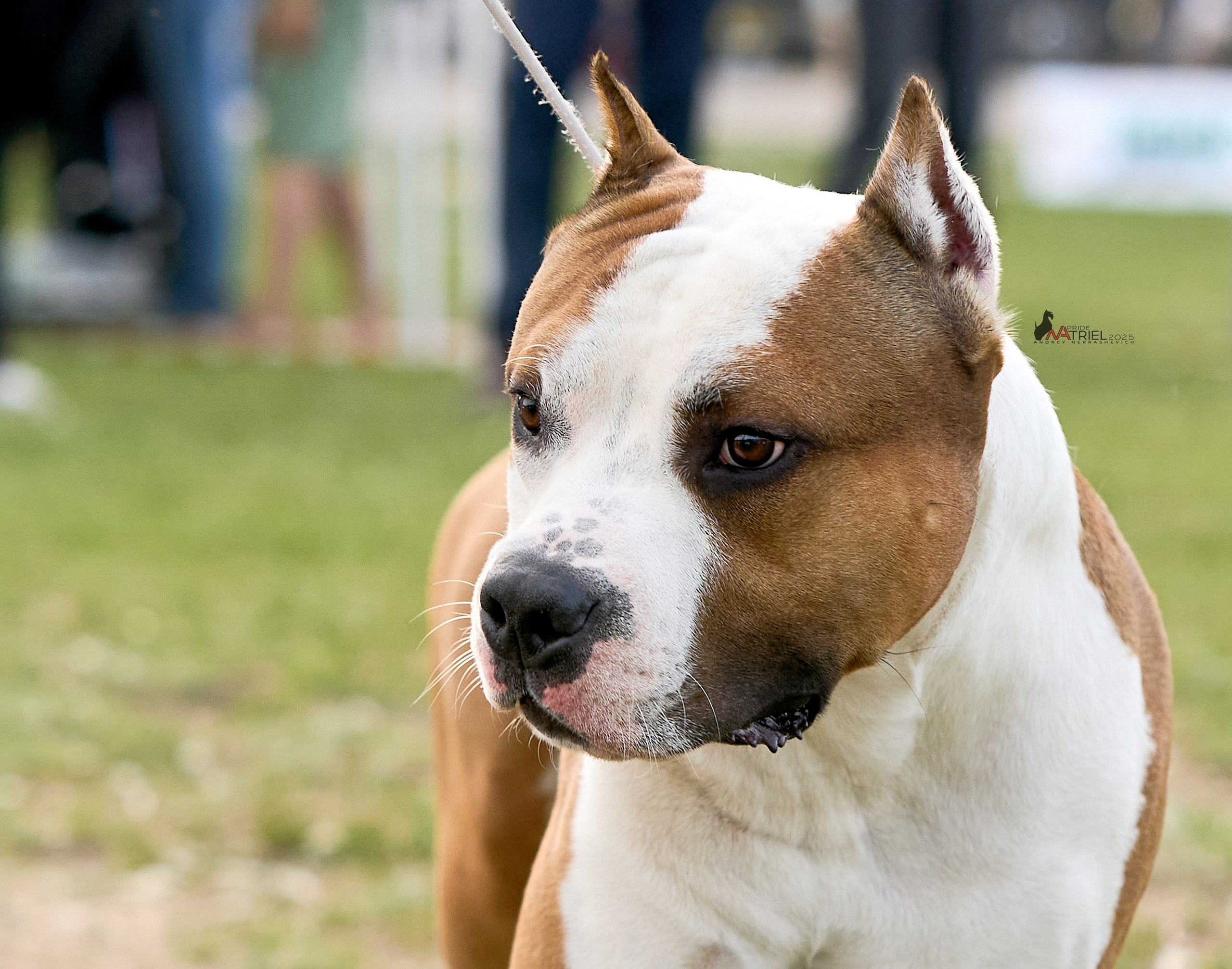 Выставка собак Суздаль-Владимир