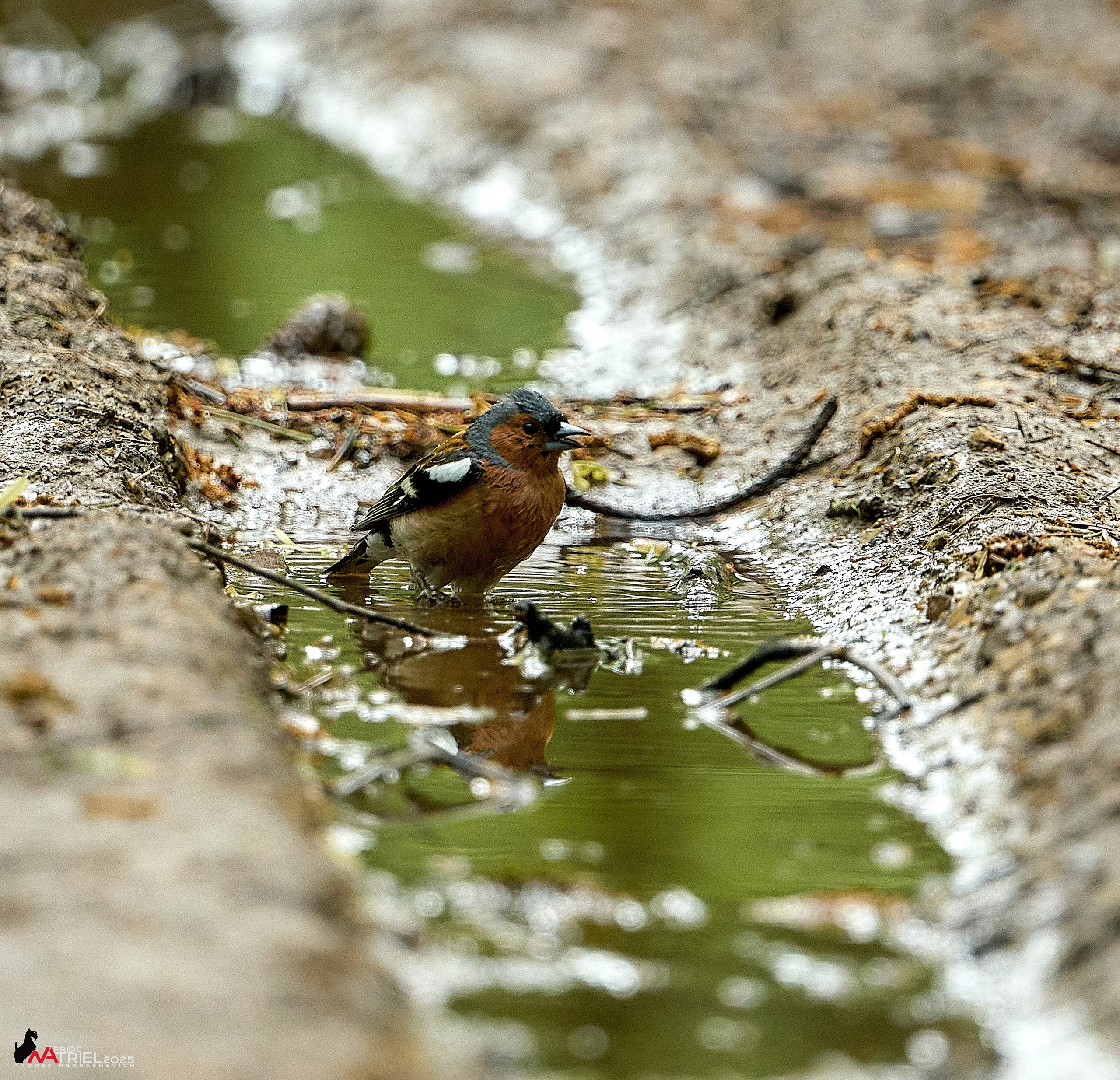 Съемка в майском лесу