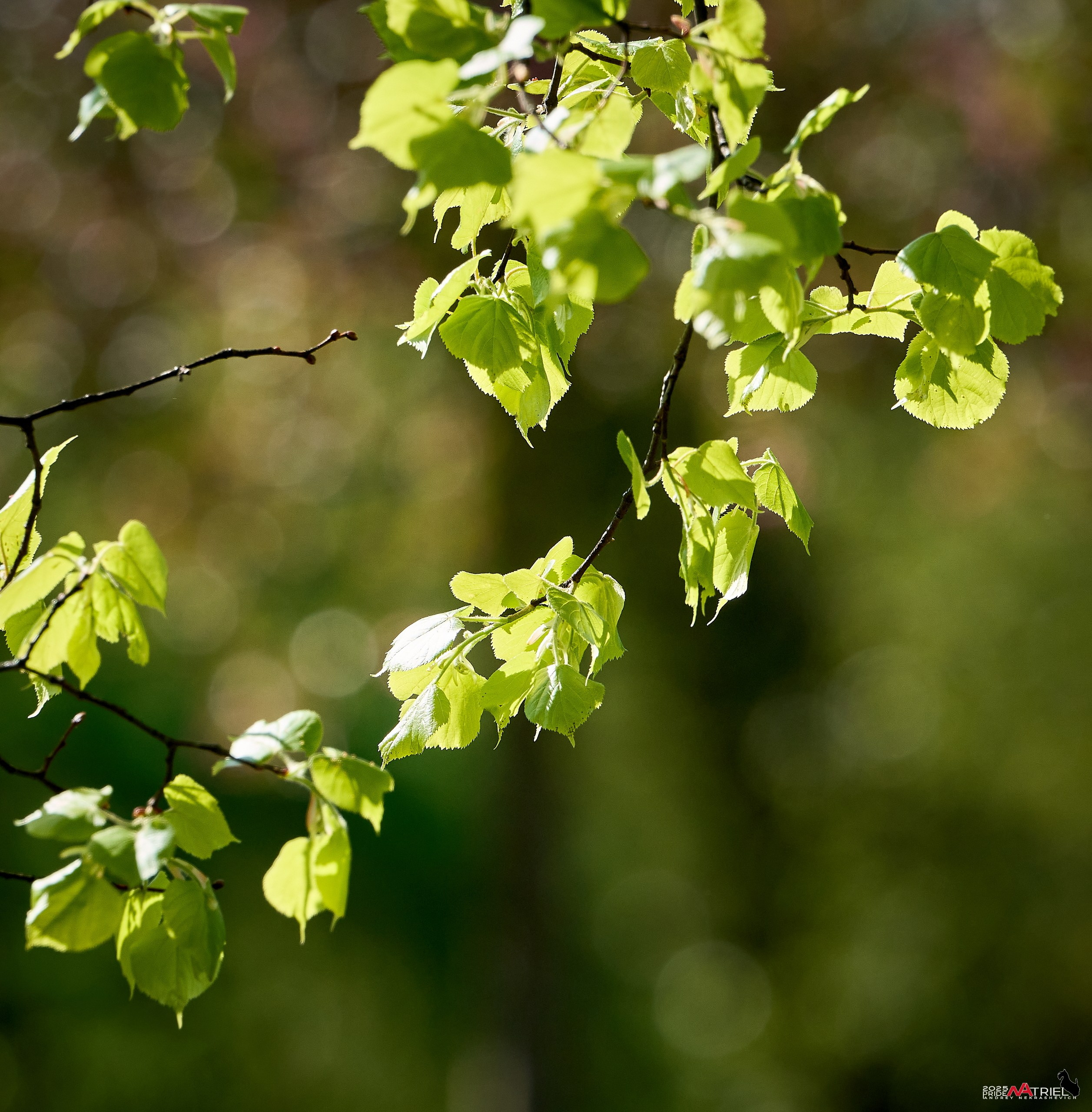 Птички и цветочки