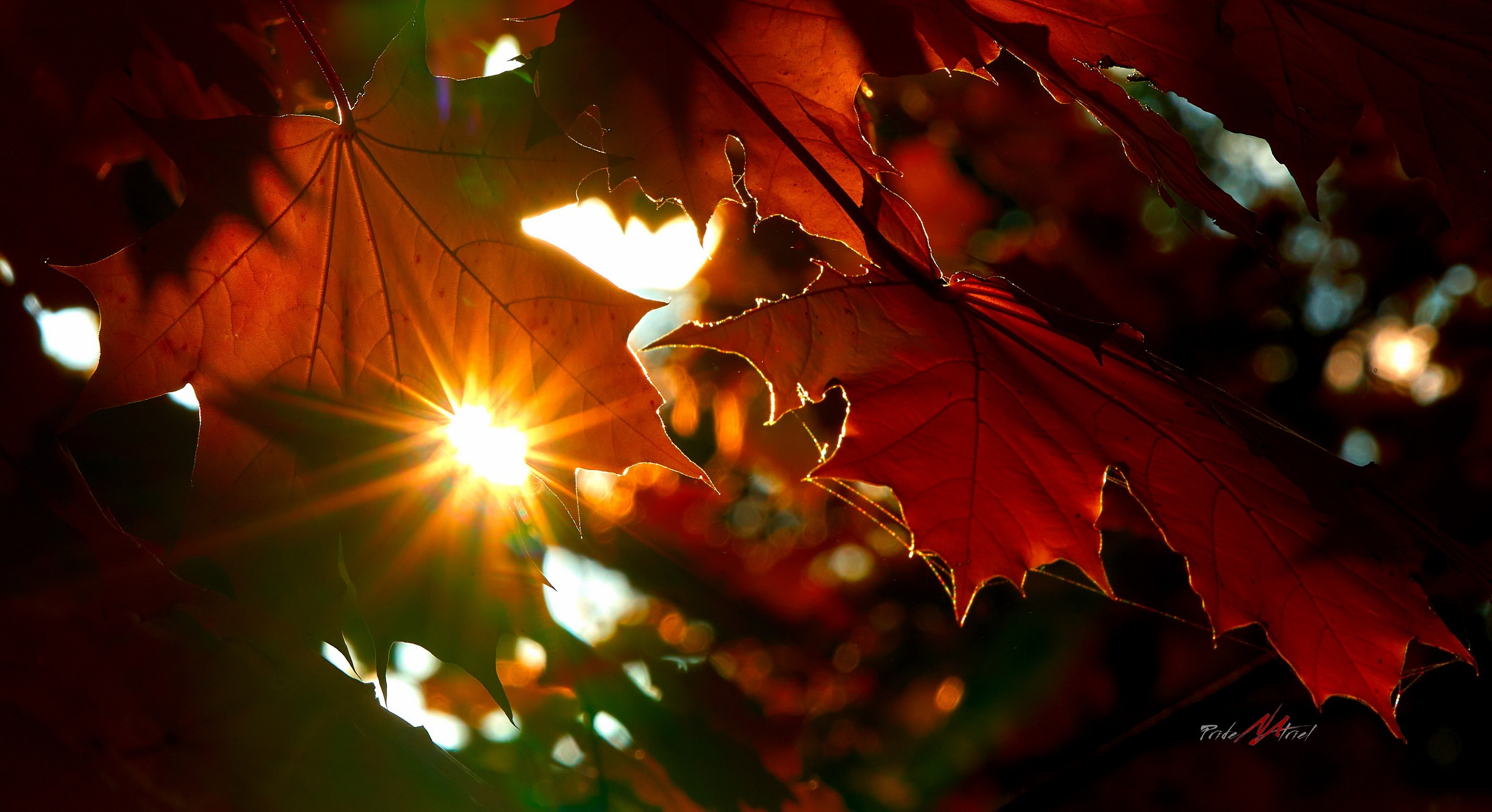 Лютики-цветочки — галерея NATRIEL