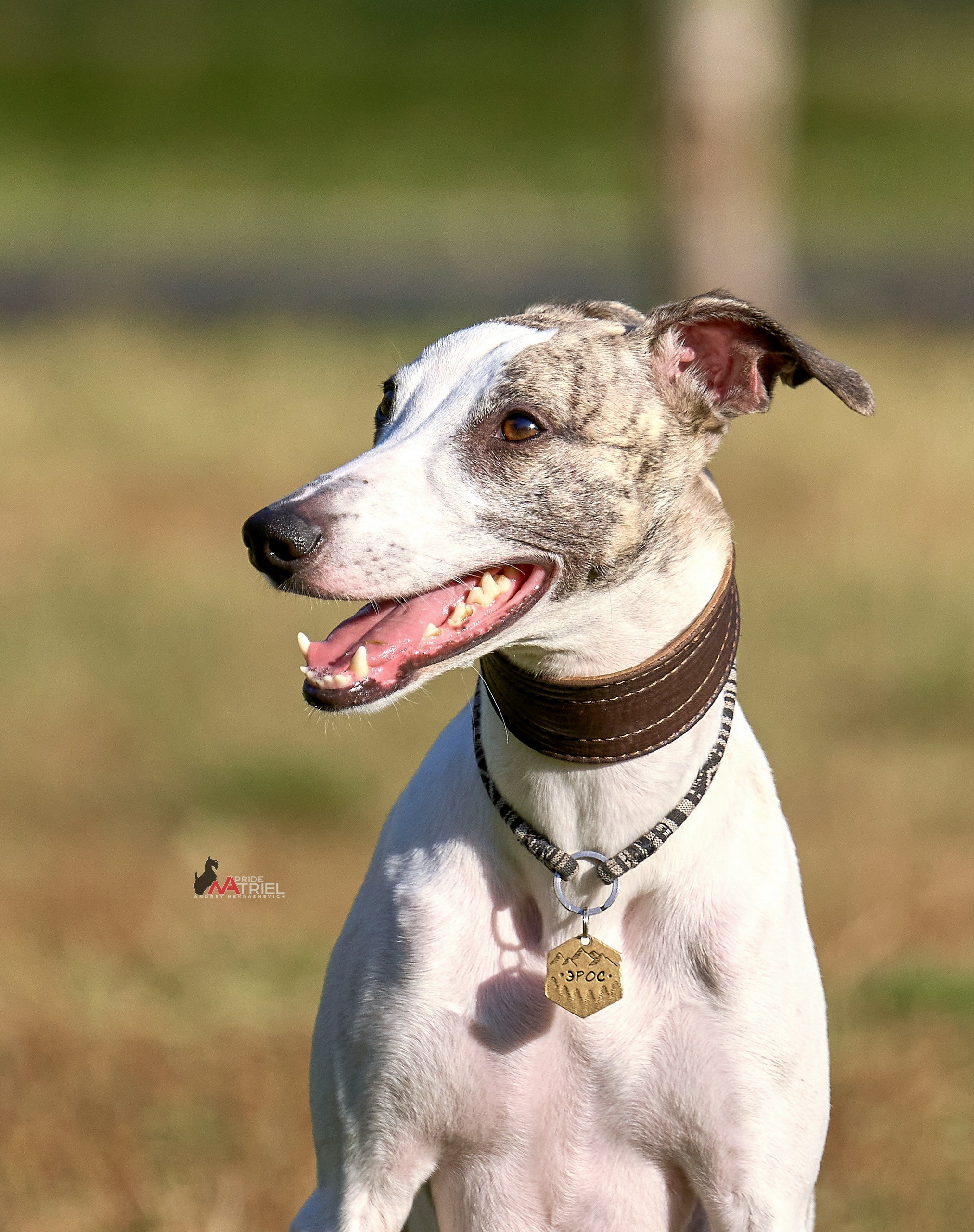 Портреты собак — галерея NATRIEL