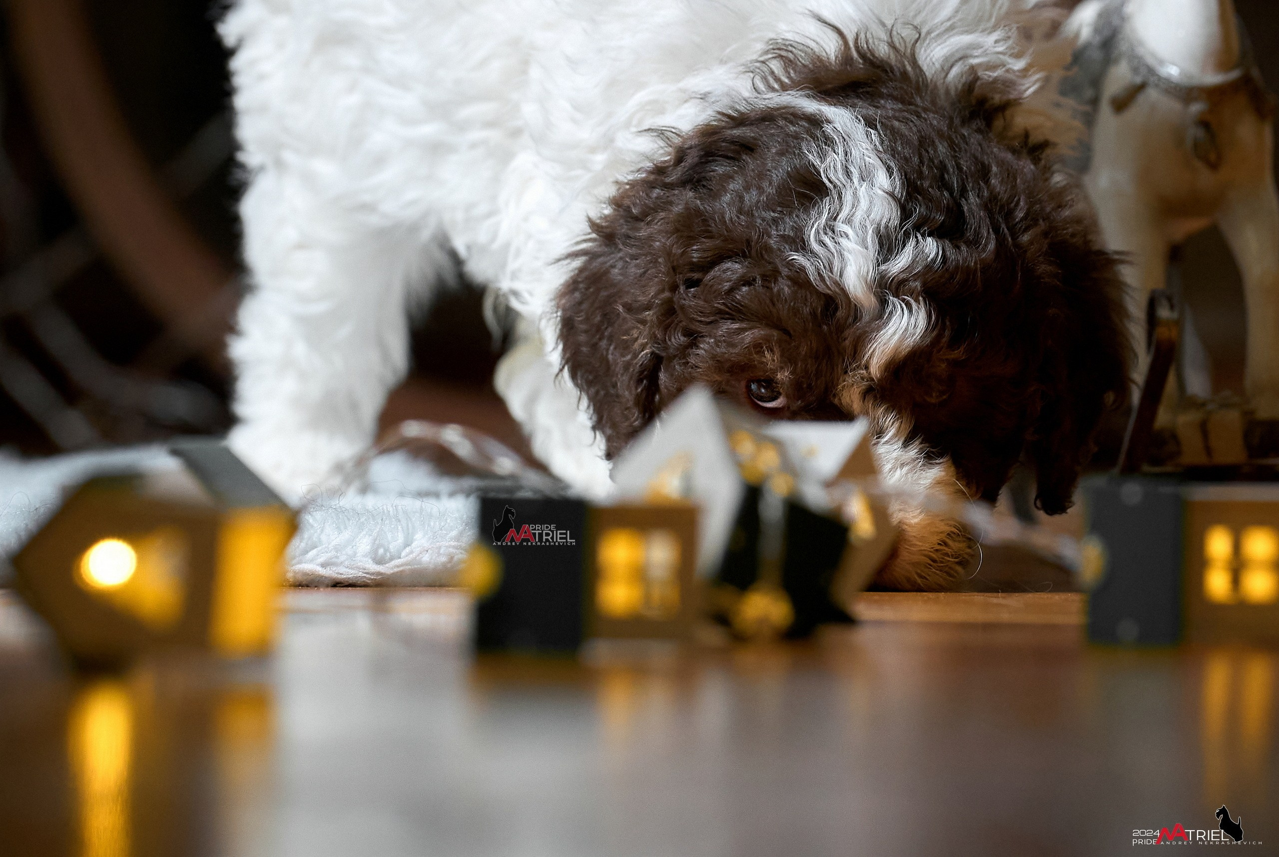 Щенки дома — галерея NATRIEL