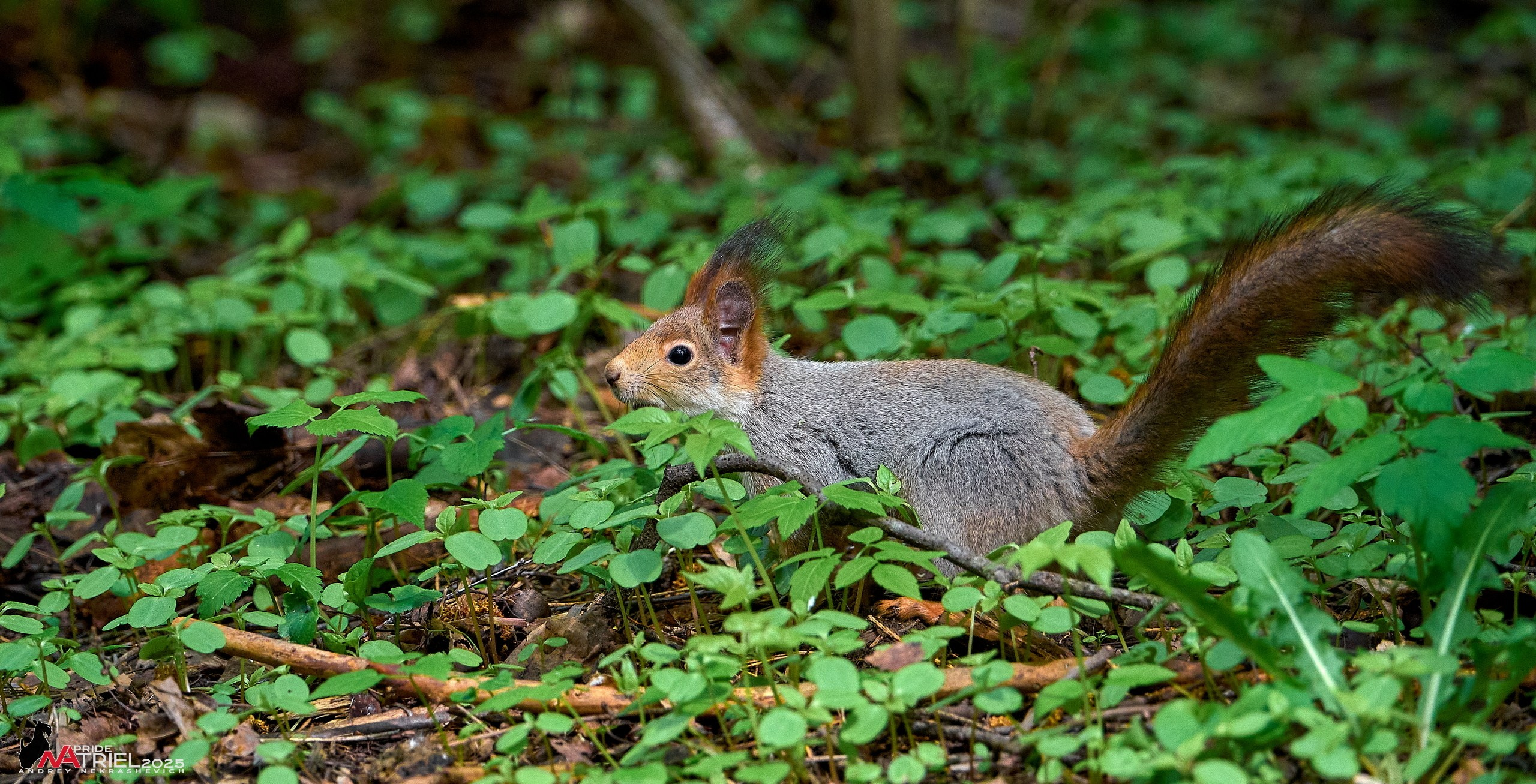 Съемка в майском лесу