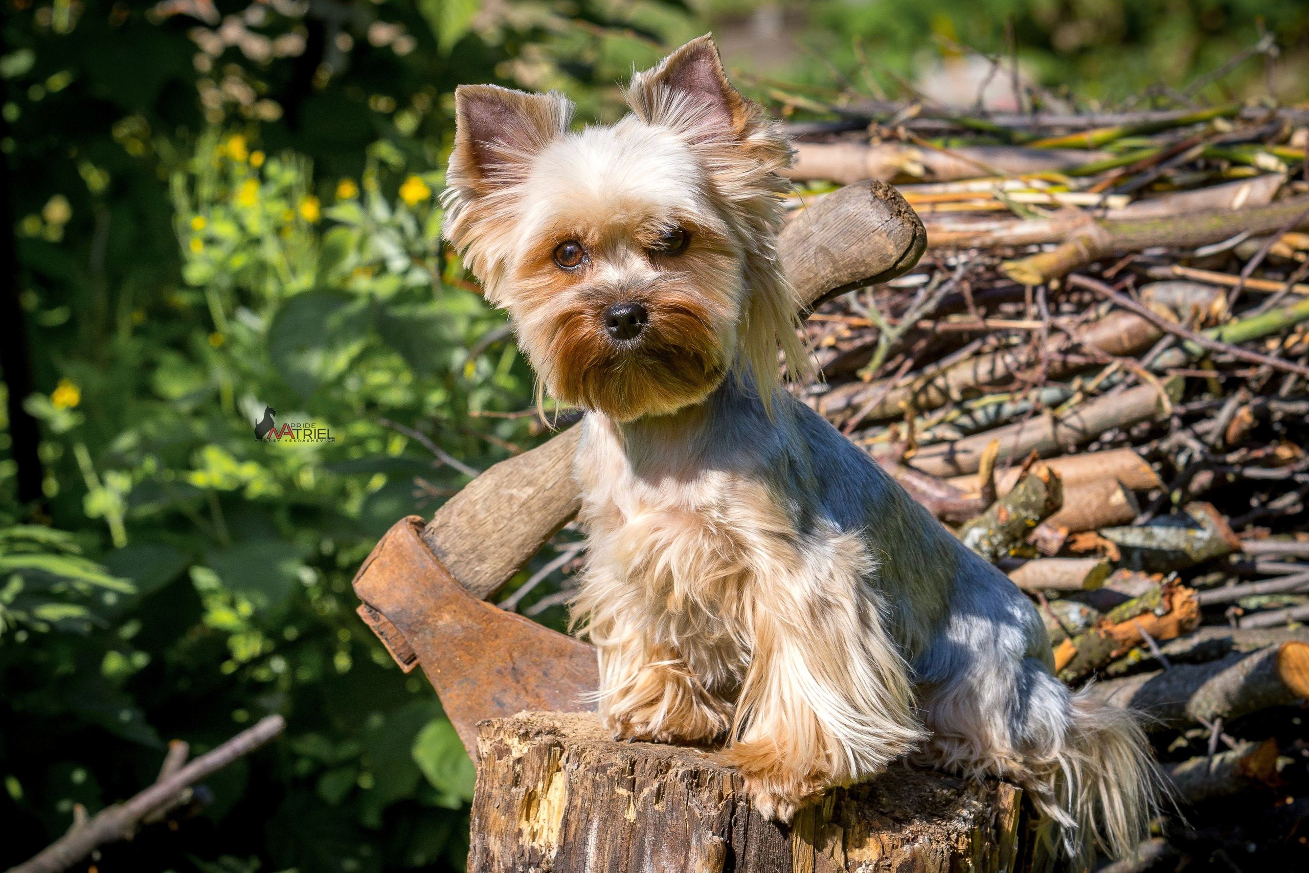 Йоркширский терьер Циля