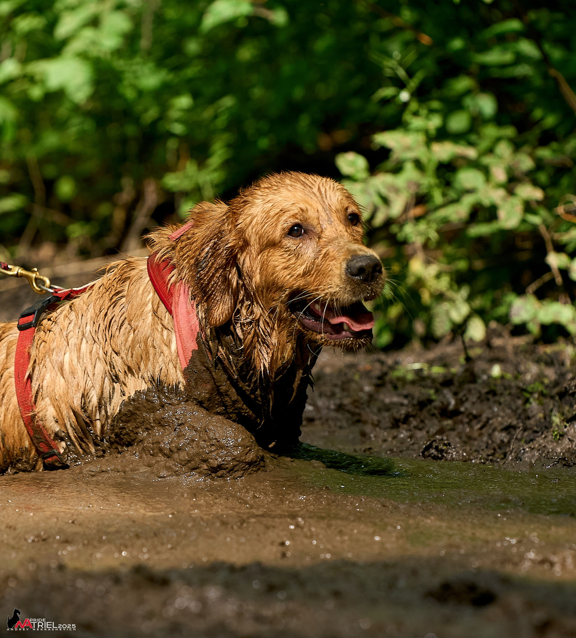 Russian Extreme Dog Trail — 2025