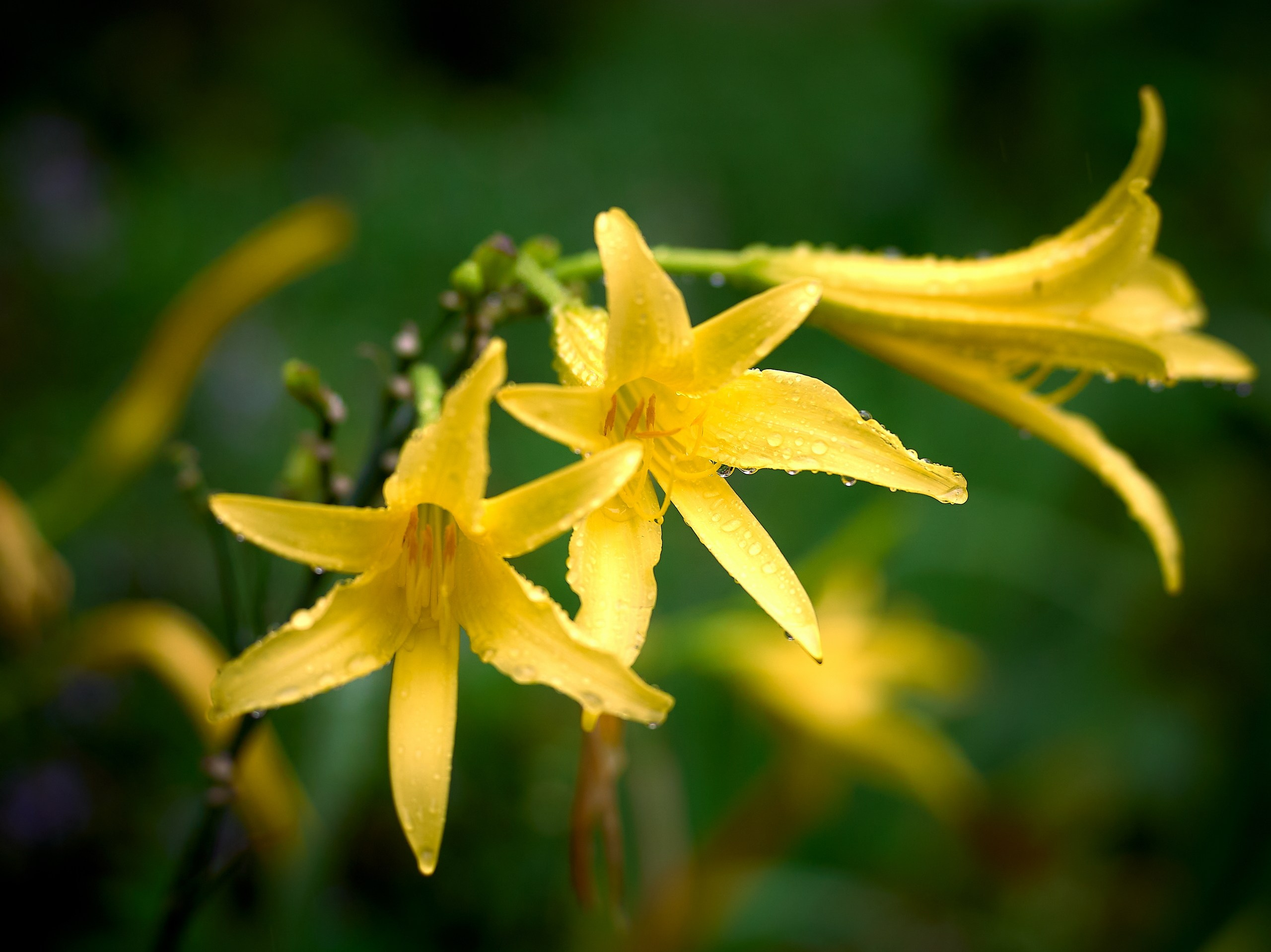 Лютики-цветочки — галерея NATRIEL