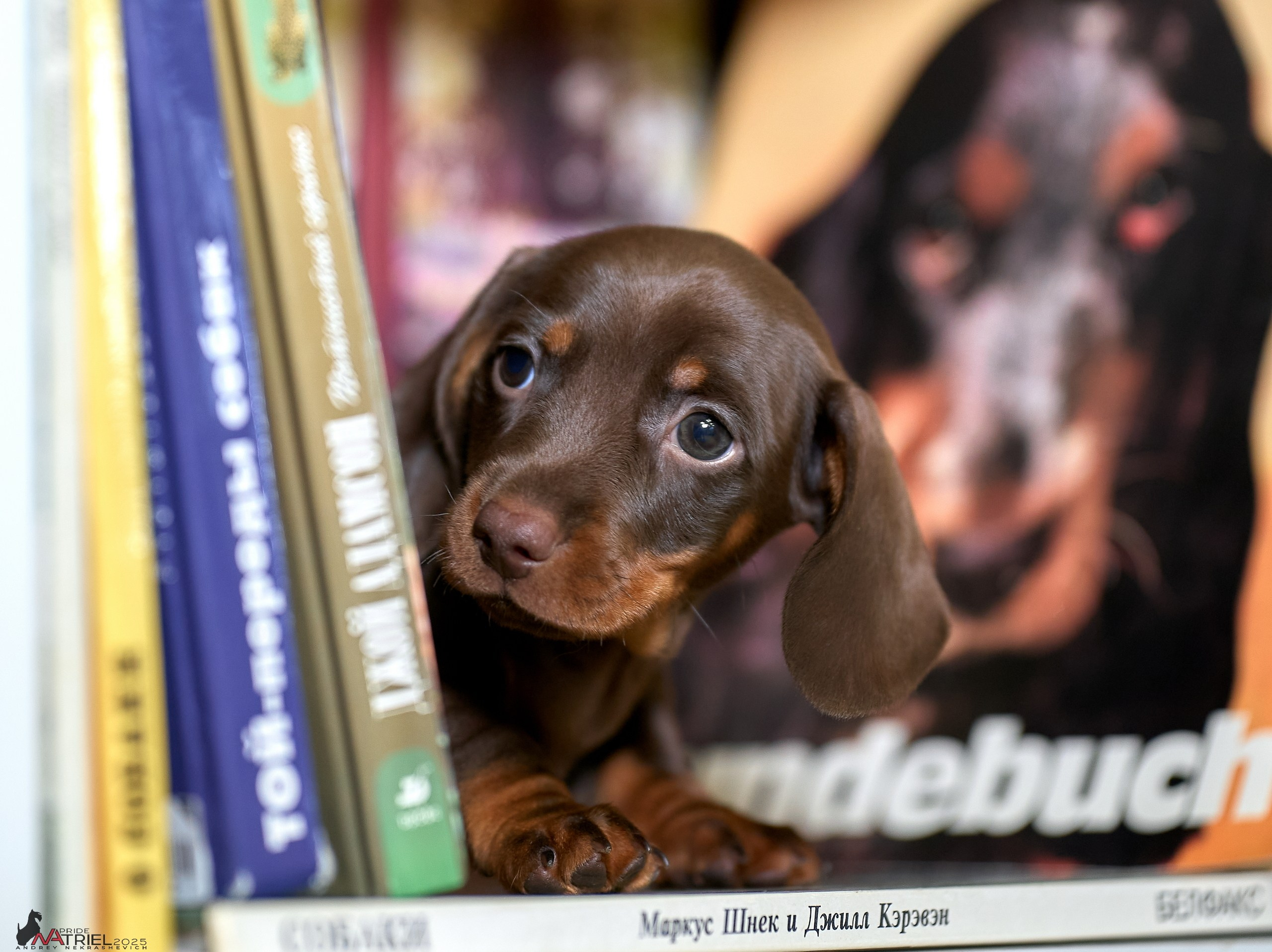 Съемка щенков таксы с мобильным светом