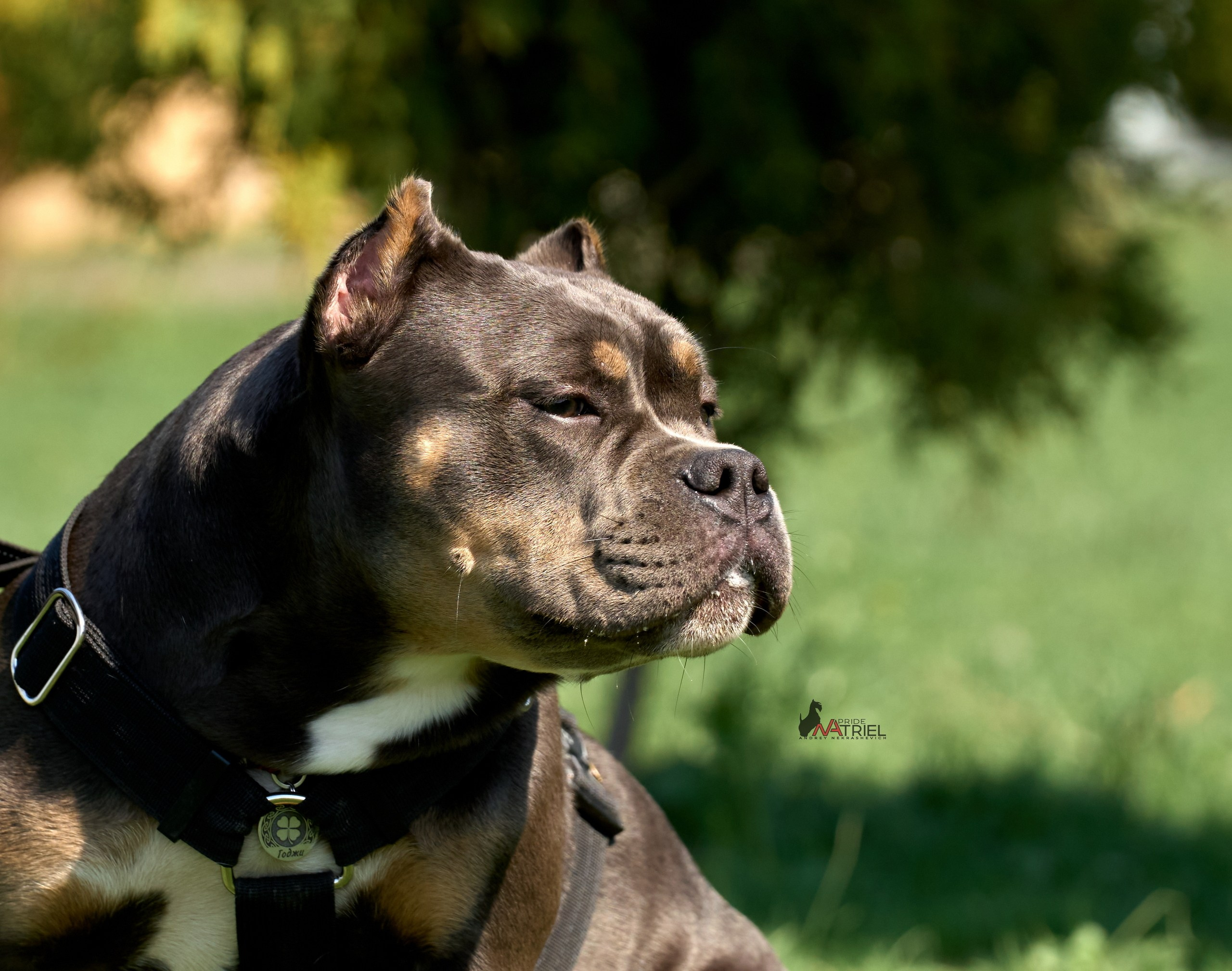 Среднеазиаты — щенки и взрослые