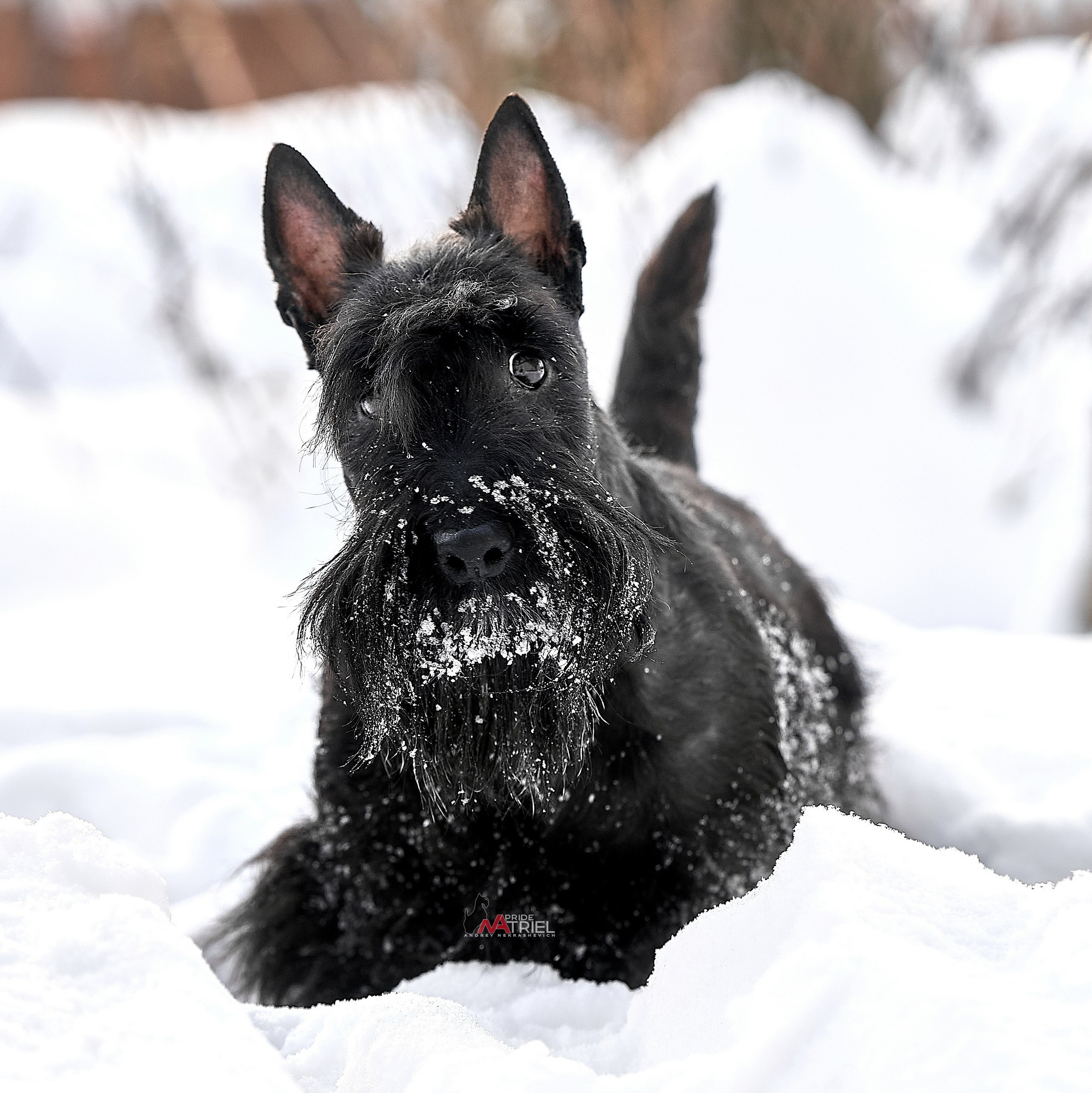 Портреты собак — галерея NATRIEL