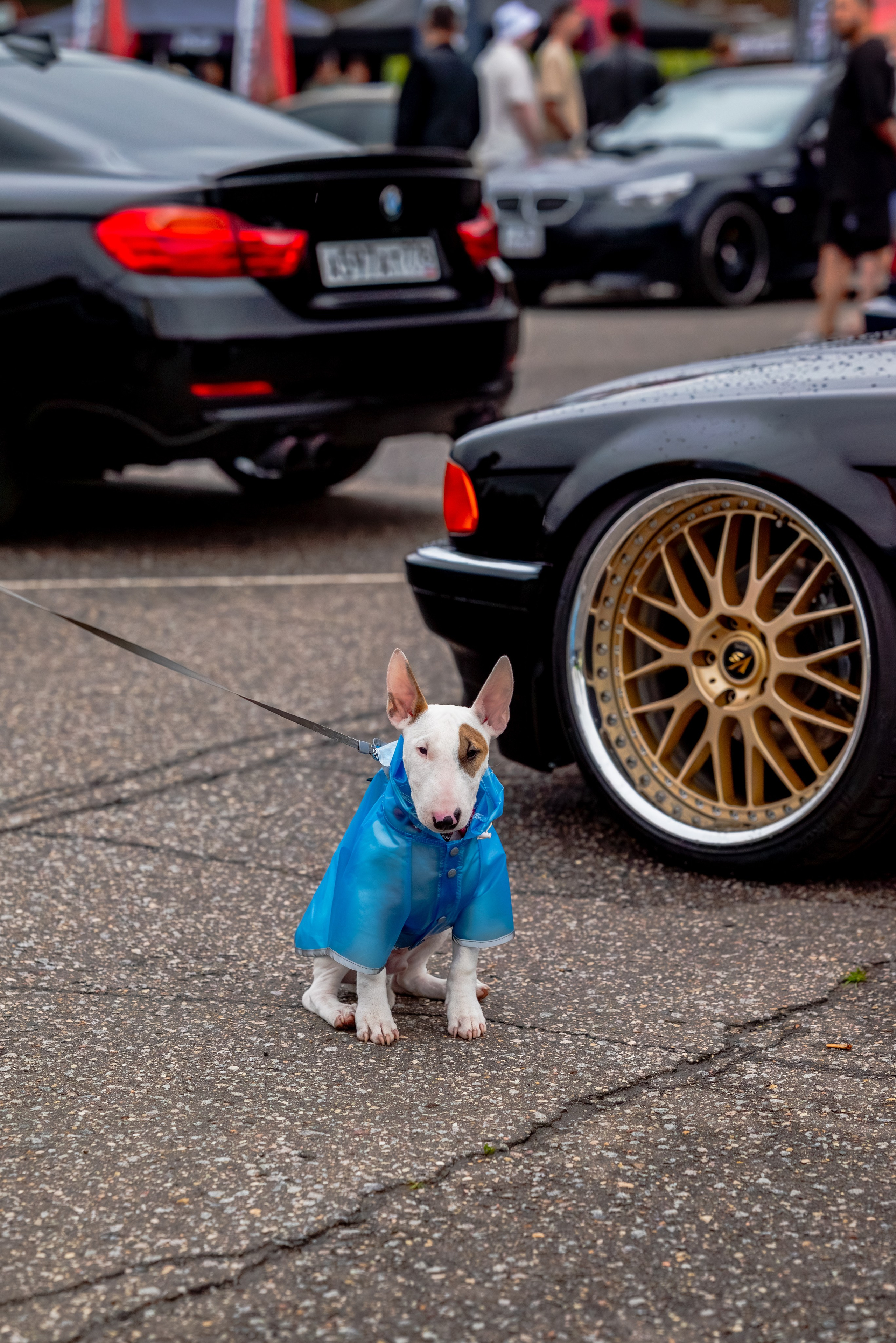 BIMMERDAYS'26. Фотограф Александра Рузиева aka Ju1cyFlex