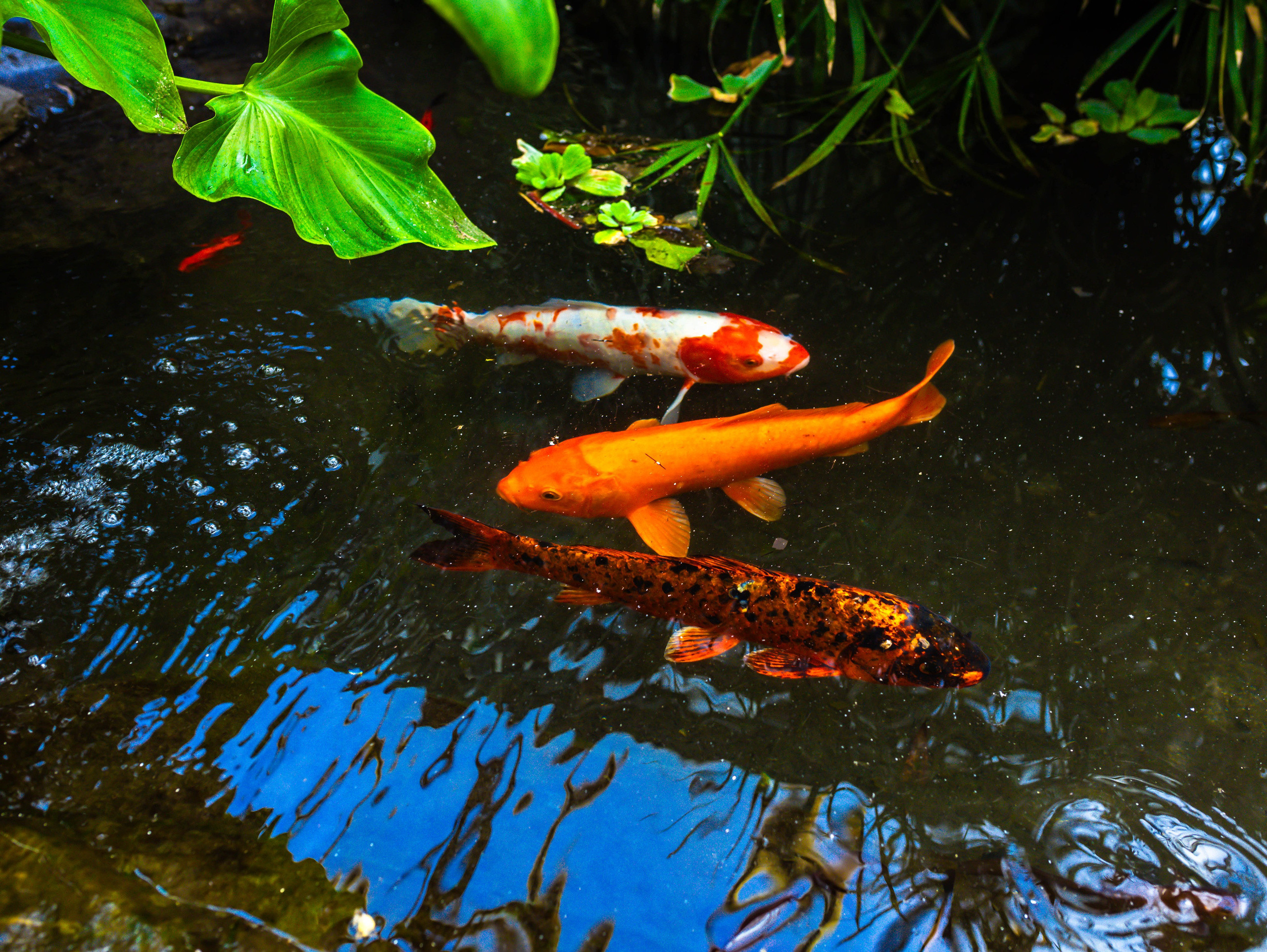 Фотографии природы Липецка. Свадебный и семейный фотограф Виолетта в Липецке