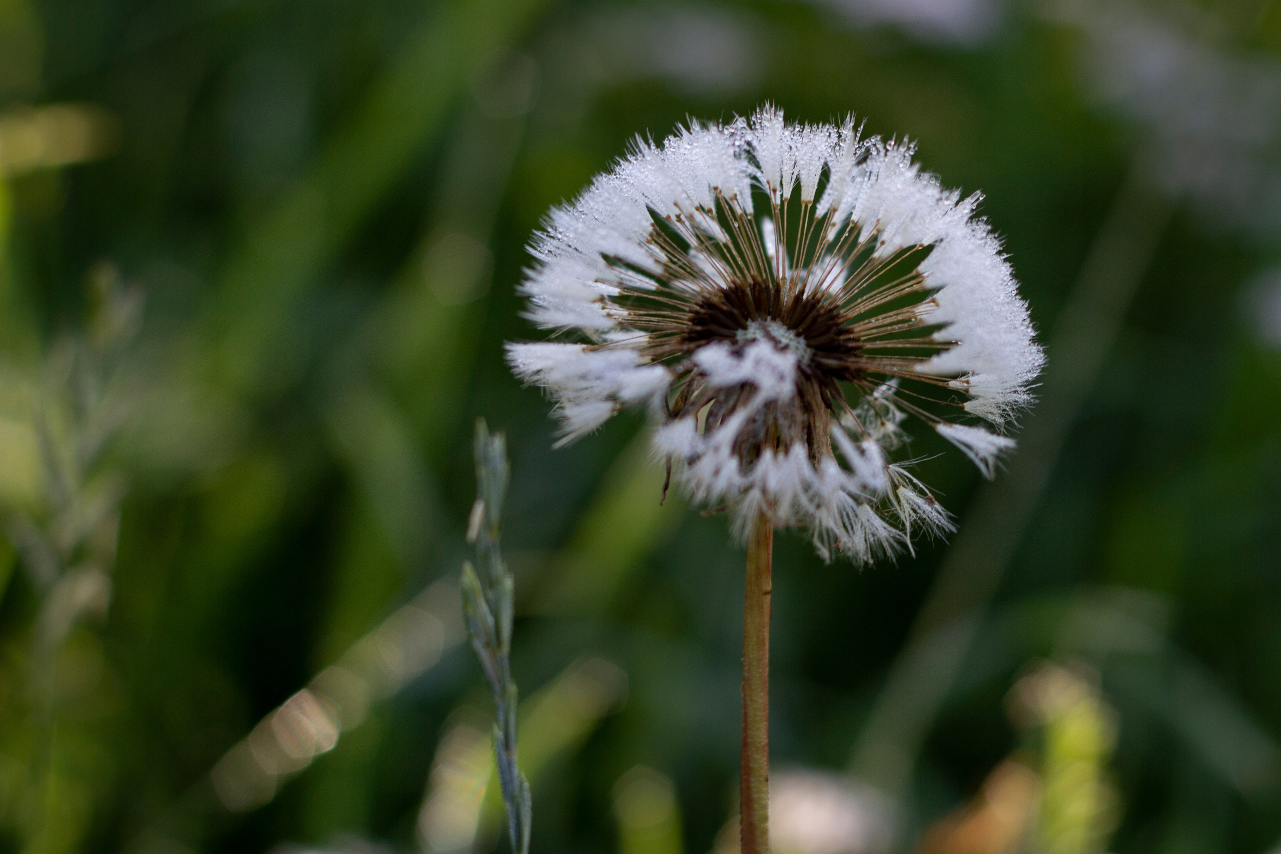 Лето. Ваш фотограф Северск | Томск
