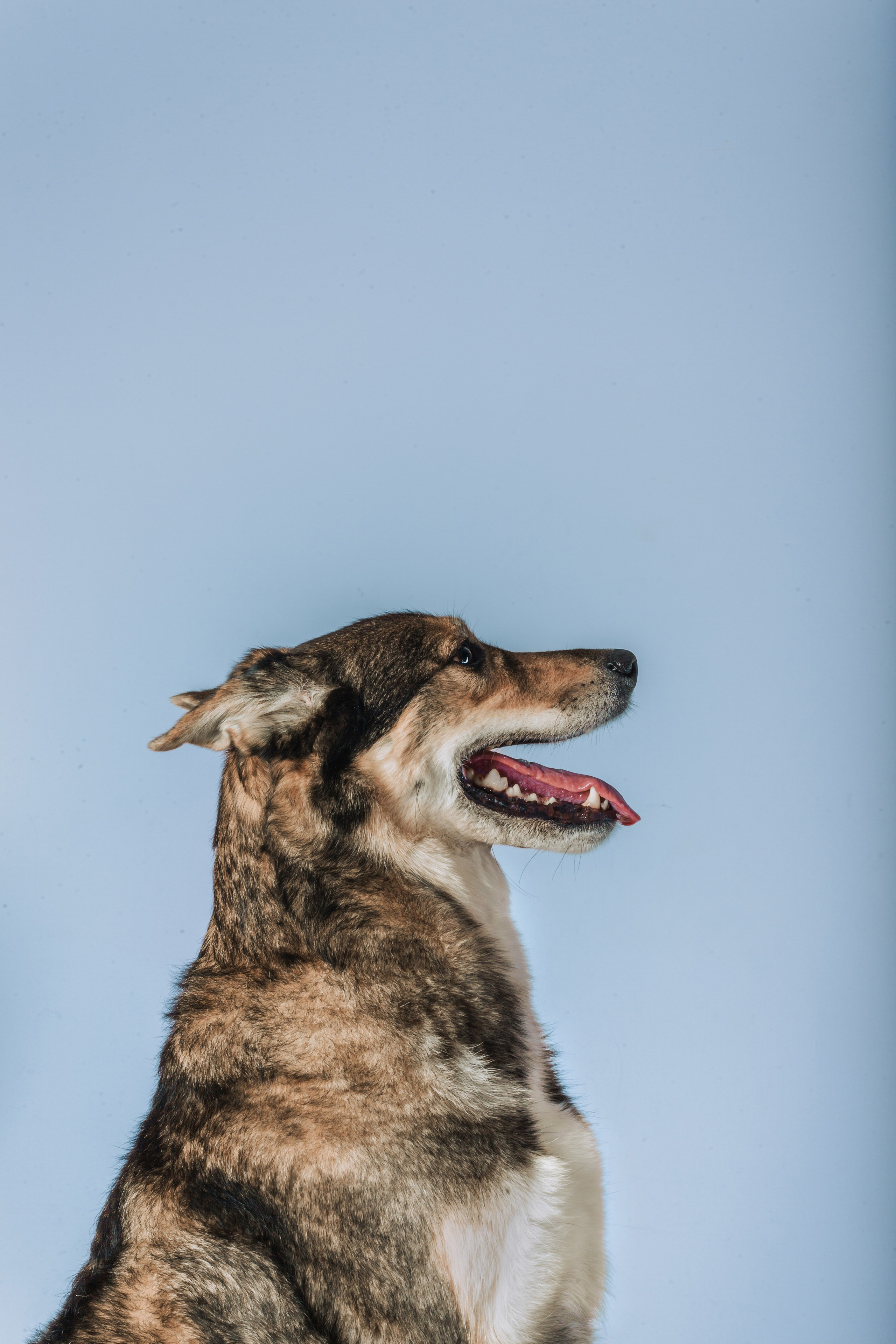 Студийная фотосессия с цветным светом. Фотограф-анималист Татьяна Степанова