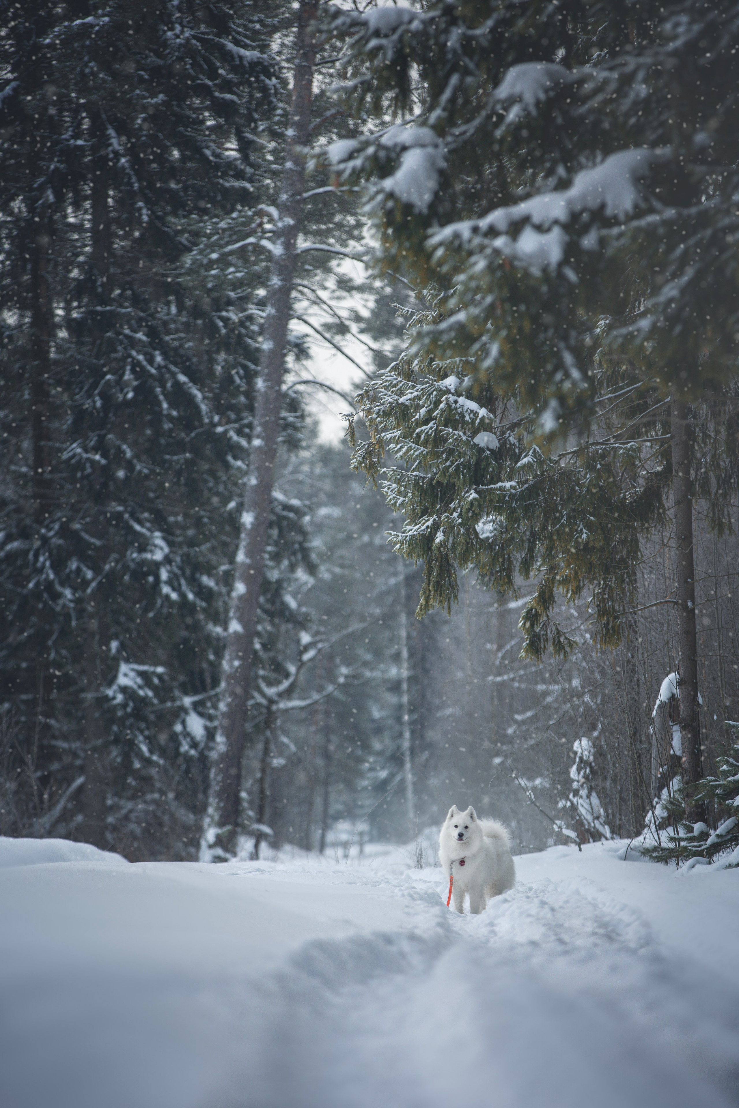 Руби, Николь, Кирилл и Мила. Фотограф анималист в Москве Майорова Евгения