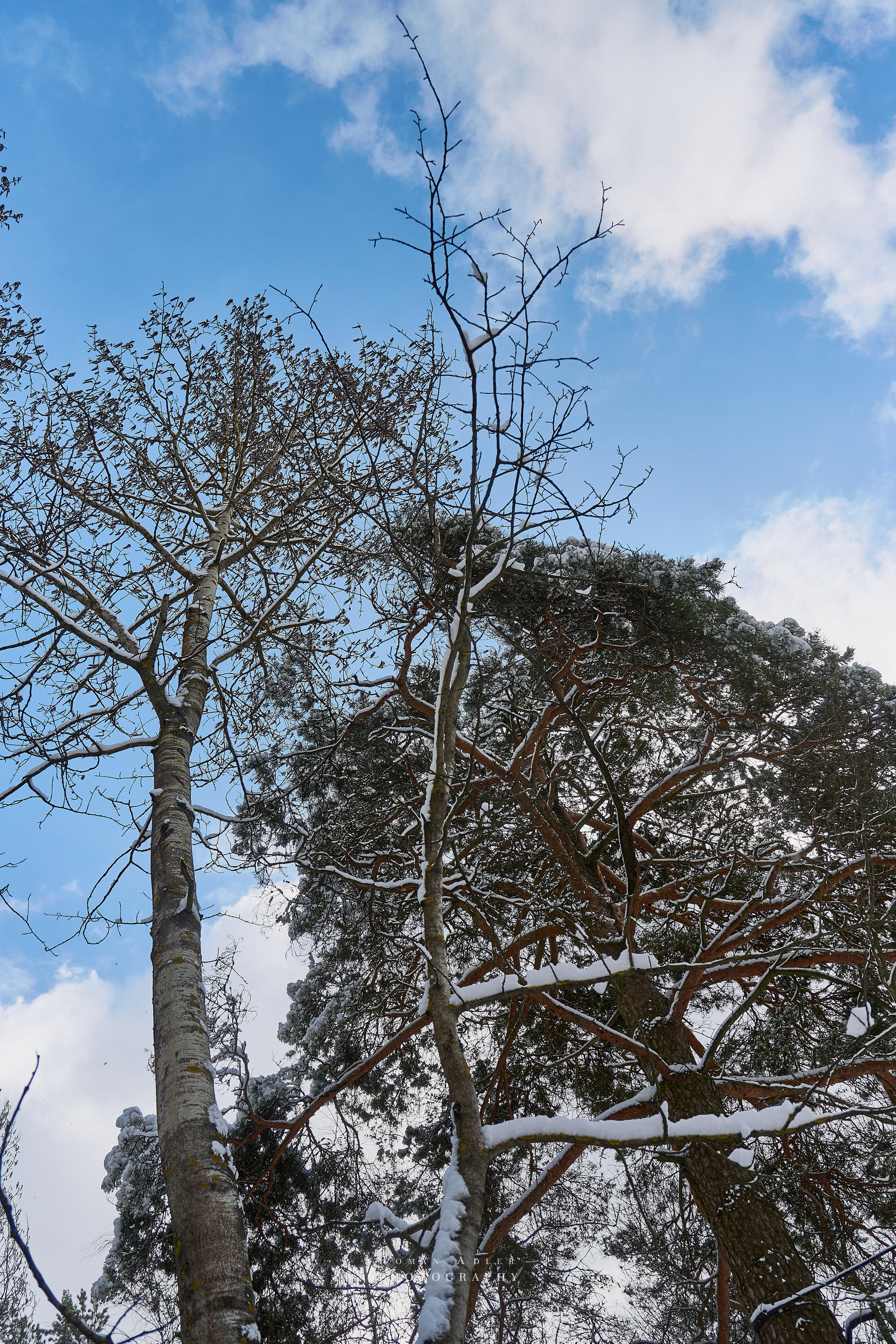Апрельский снег. Москва 2025. Фотограф Роман Адлер