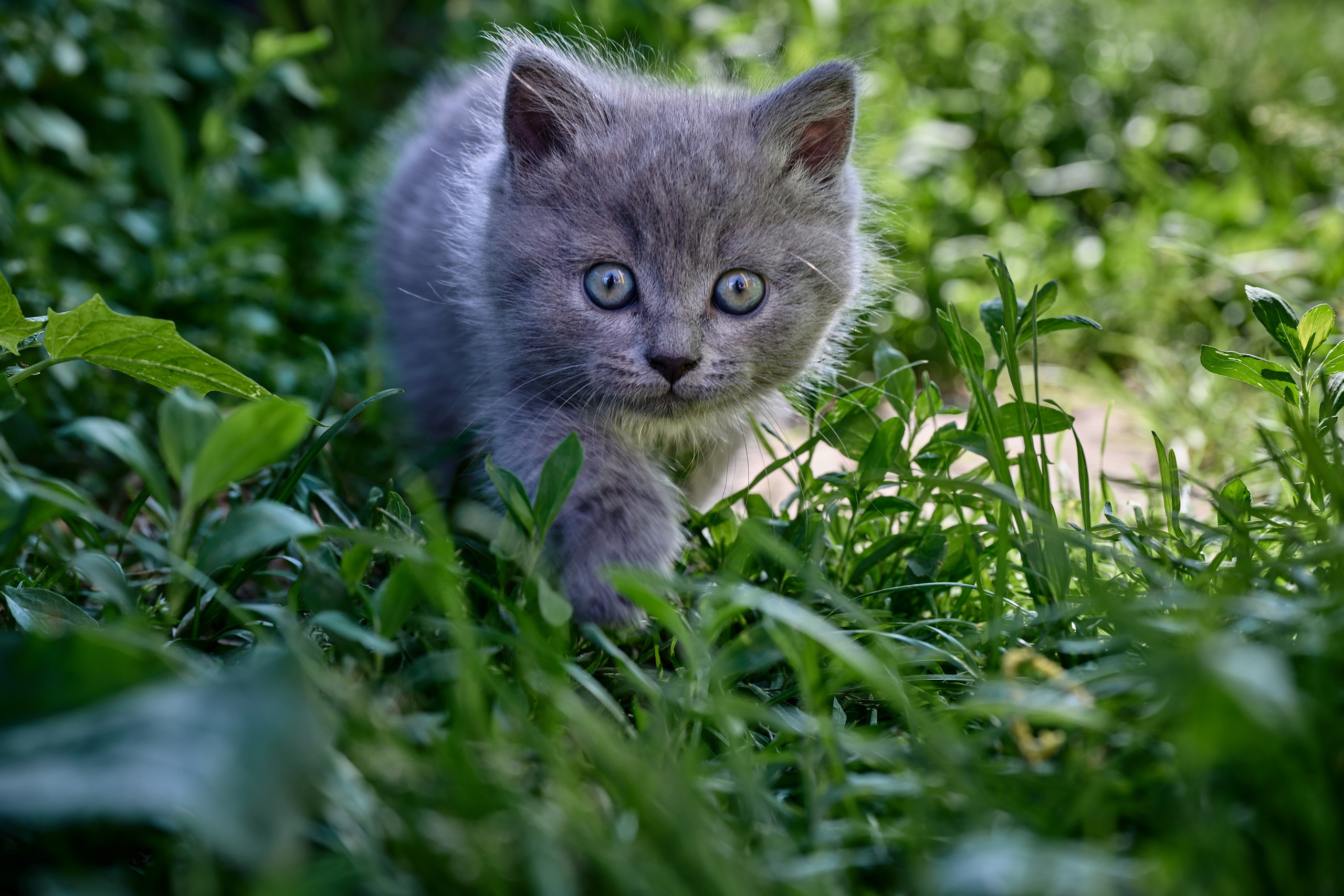 Фотосессия The Кот. Фотограф Роман Адлер